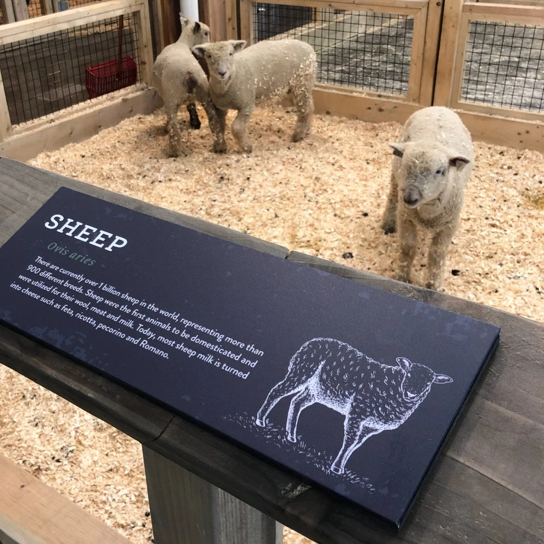 In the foreground is sheep exhibit signage with an illustrated sheep on it. In the background are 3 baby sheep in the enclosure.