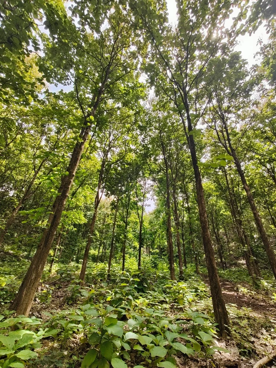 A lush green forest scene with tall trees and dense foliage under sunlight.