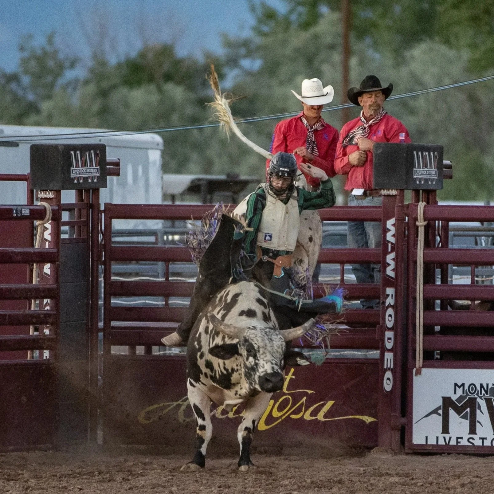 A rodeo event with a bull rider in a protective helmet falling off a spotted bull. Two cowboys in red shirts and hats watch from the fence.