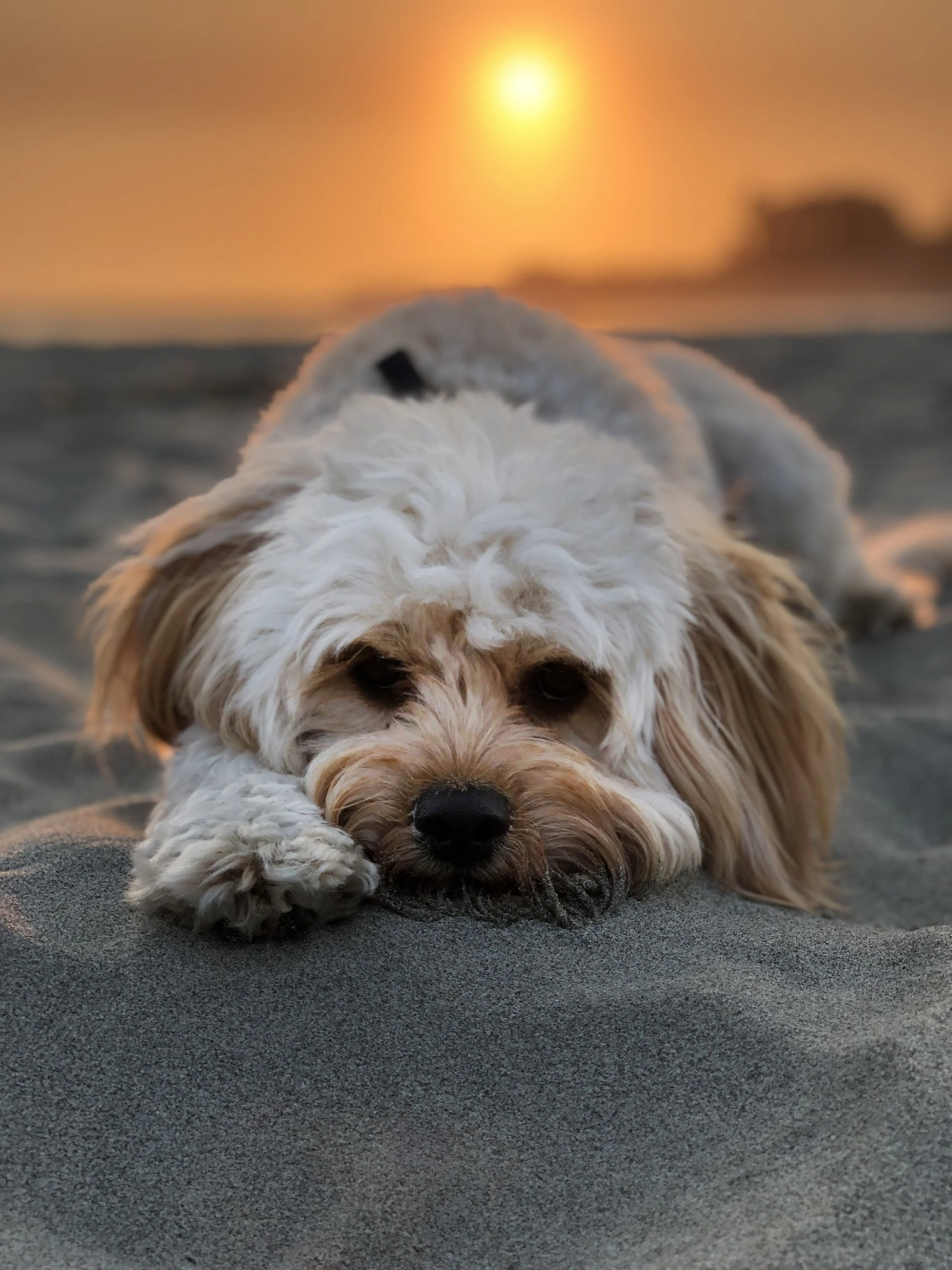 Moving Your Pet to Florida: A Clear, Stylish Guide for Families Relocating from the UK or Anywhere in the US