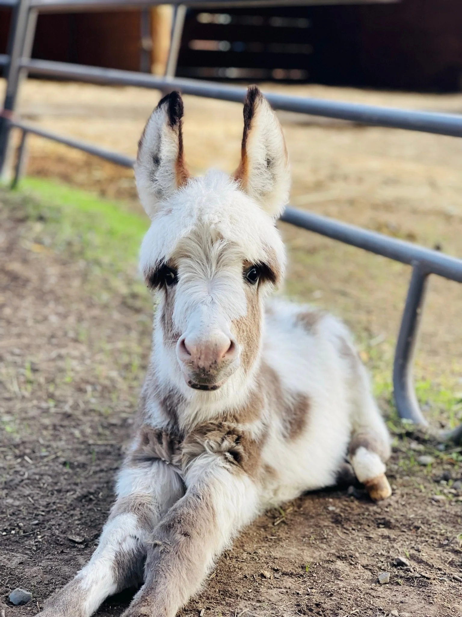 Young llama lying on the ground near a metal fence, with a blurred outdoor background.