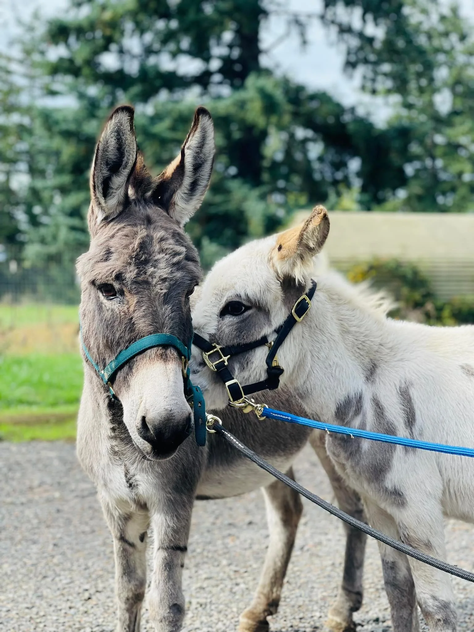 Fruitland Creek Farms Mini Donkey