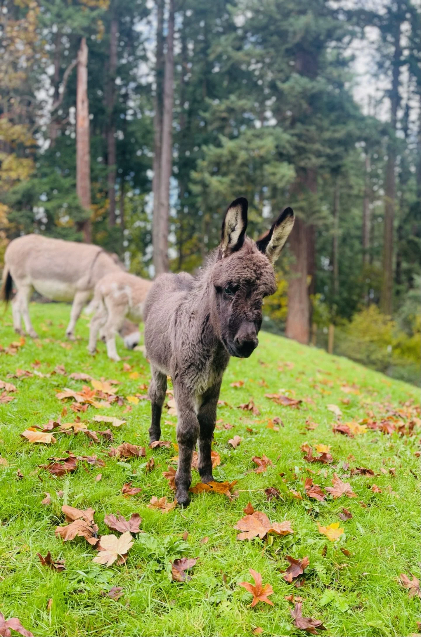 Young donkey standing on grassy hill surrounded by fallen autumn leaves, with adult donkeys grazing in the background, and tall pine trees in a forest setting.