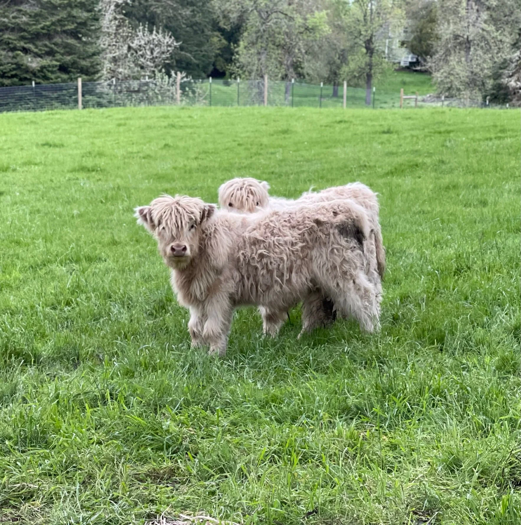 Two Highland cattle calves standing in a lush green field, with trees and a fence in the background.