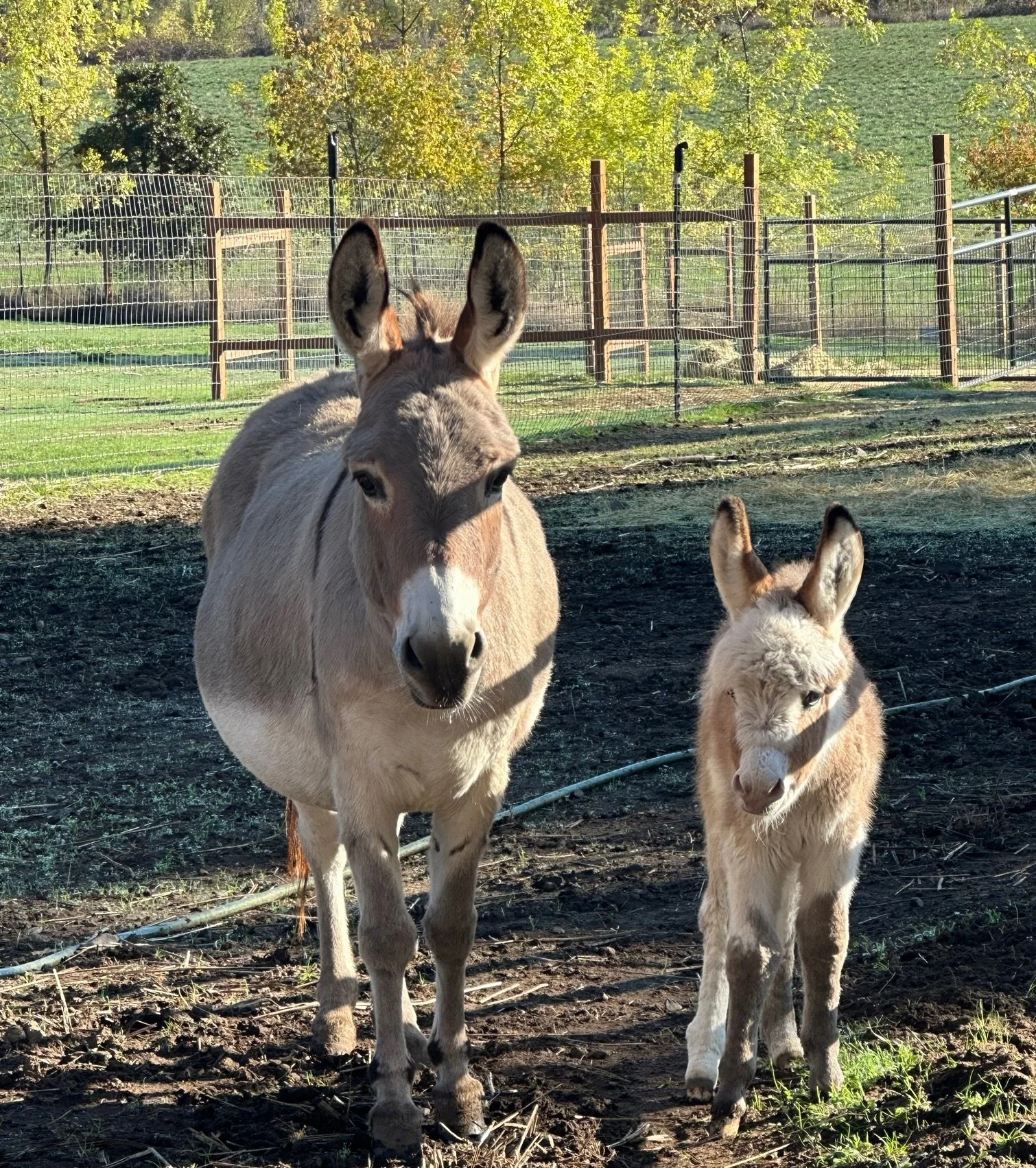 A mule and a donkey foal standing on dirt ground in an enclosed farm area with fencing and green trees in the background.