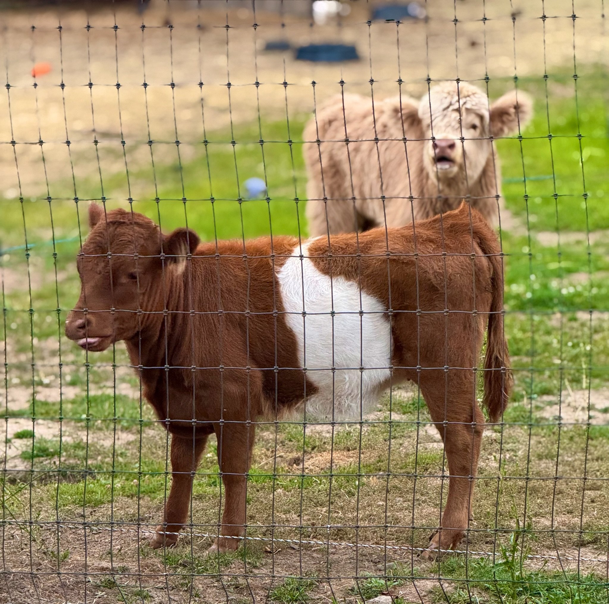 Brown and white calf standing inside a fenced enclosure with a lion in the background.