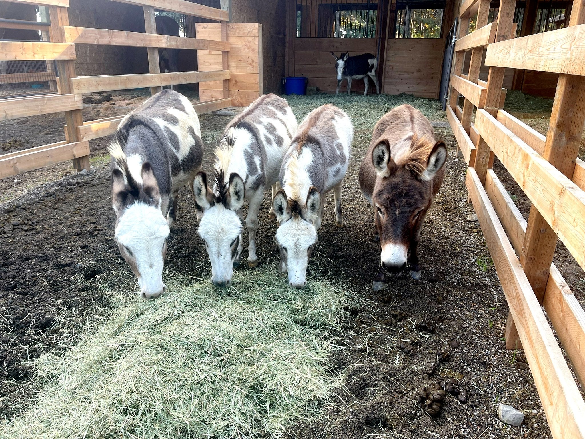Four donkeys eating hay in a pen with wooden fences and another donkey in the background near a small wooden barn.