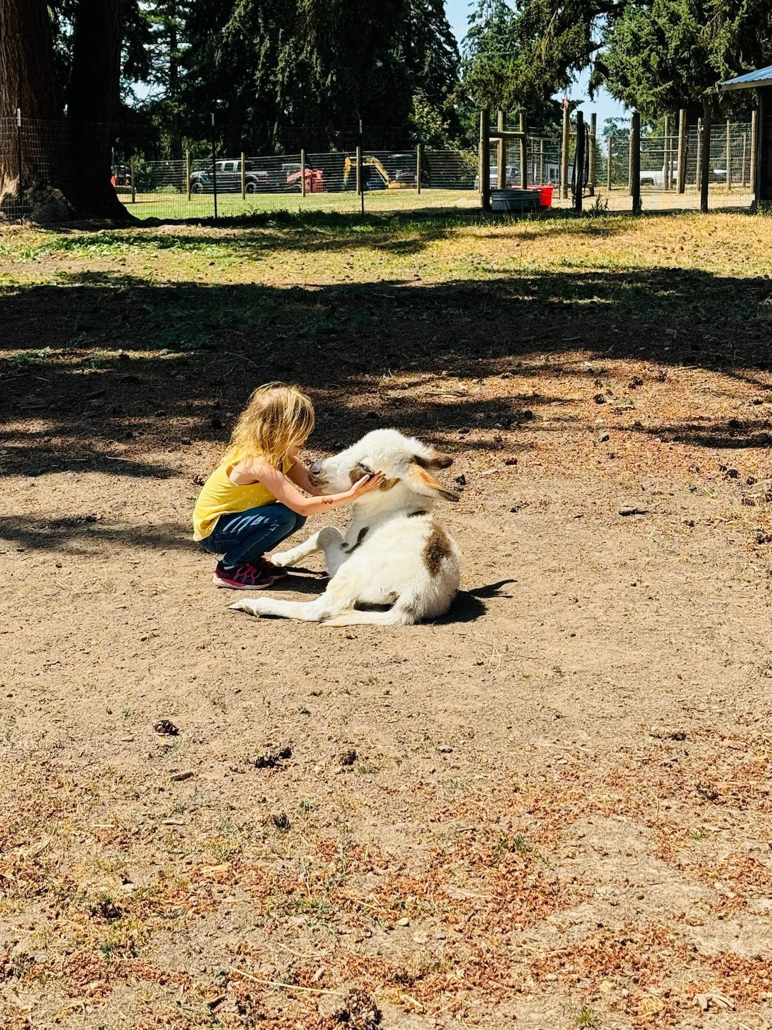 A young girl with blonde hair kneeling and petting a small white and brown goat lying on the ground in a farm or petting zoo setting.