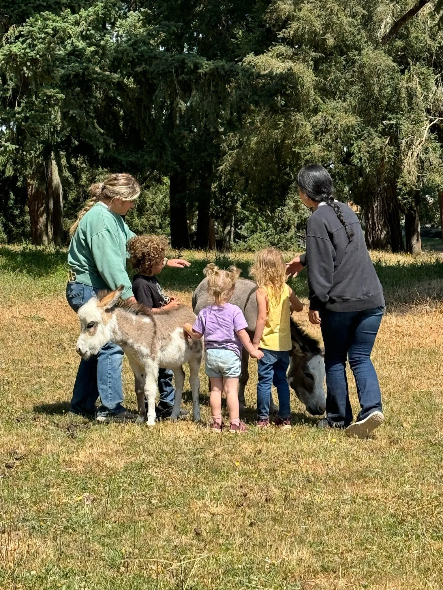 Group of children and two women petting donkeys in a grassy field with tall trees in the background on a sunny day.