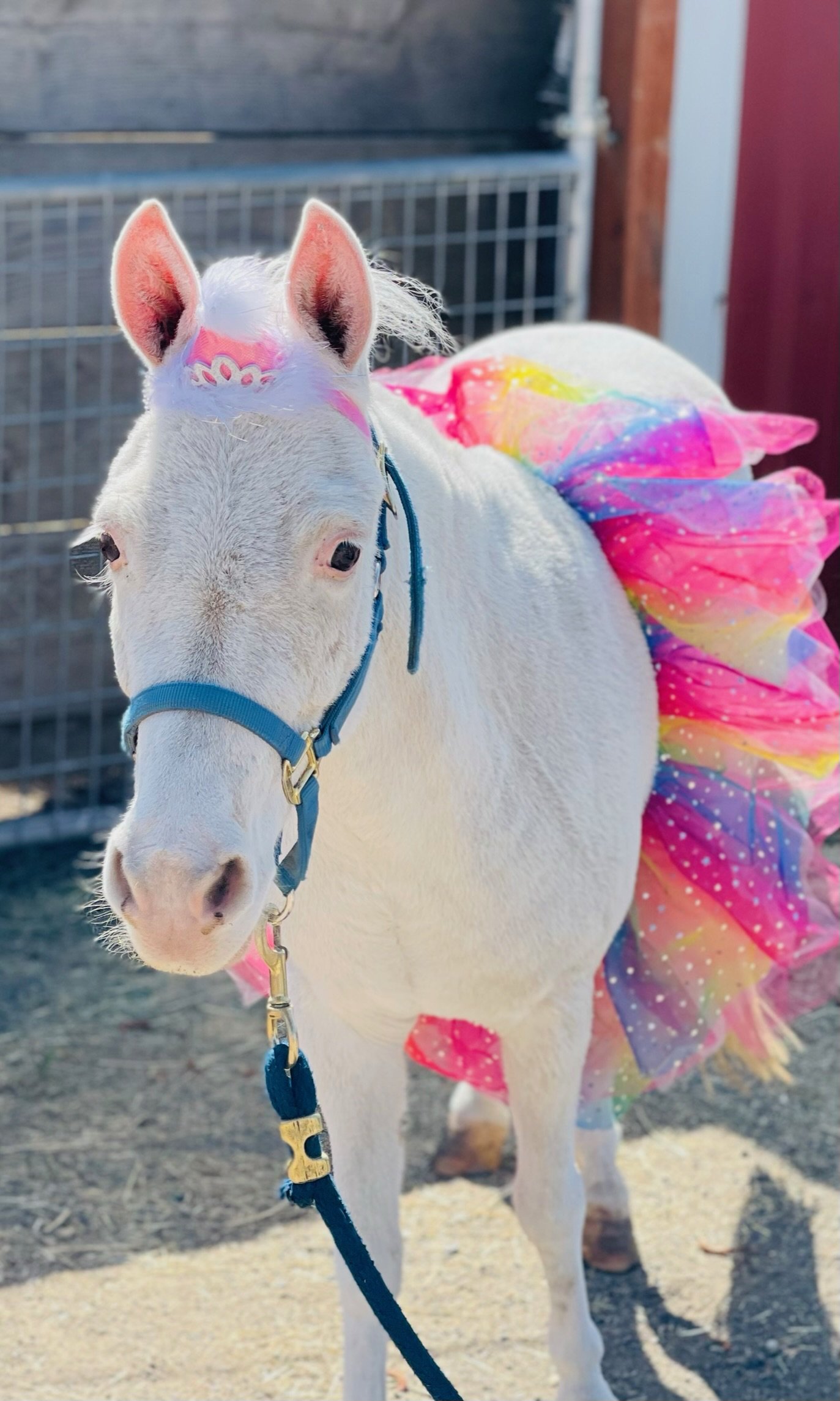 Small white horse dressed as a unicorn with a pink, blue, yellow, and purple tutu skirt, standing outdoors.