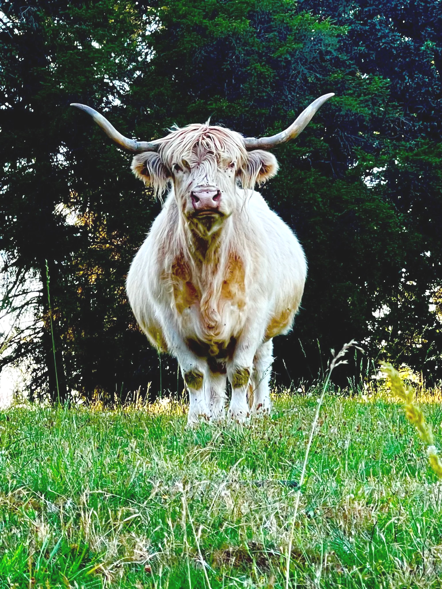 A Highland cow standing on grass with trees in the background.