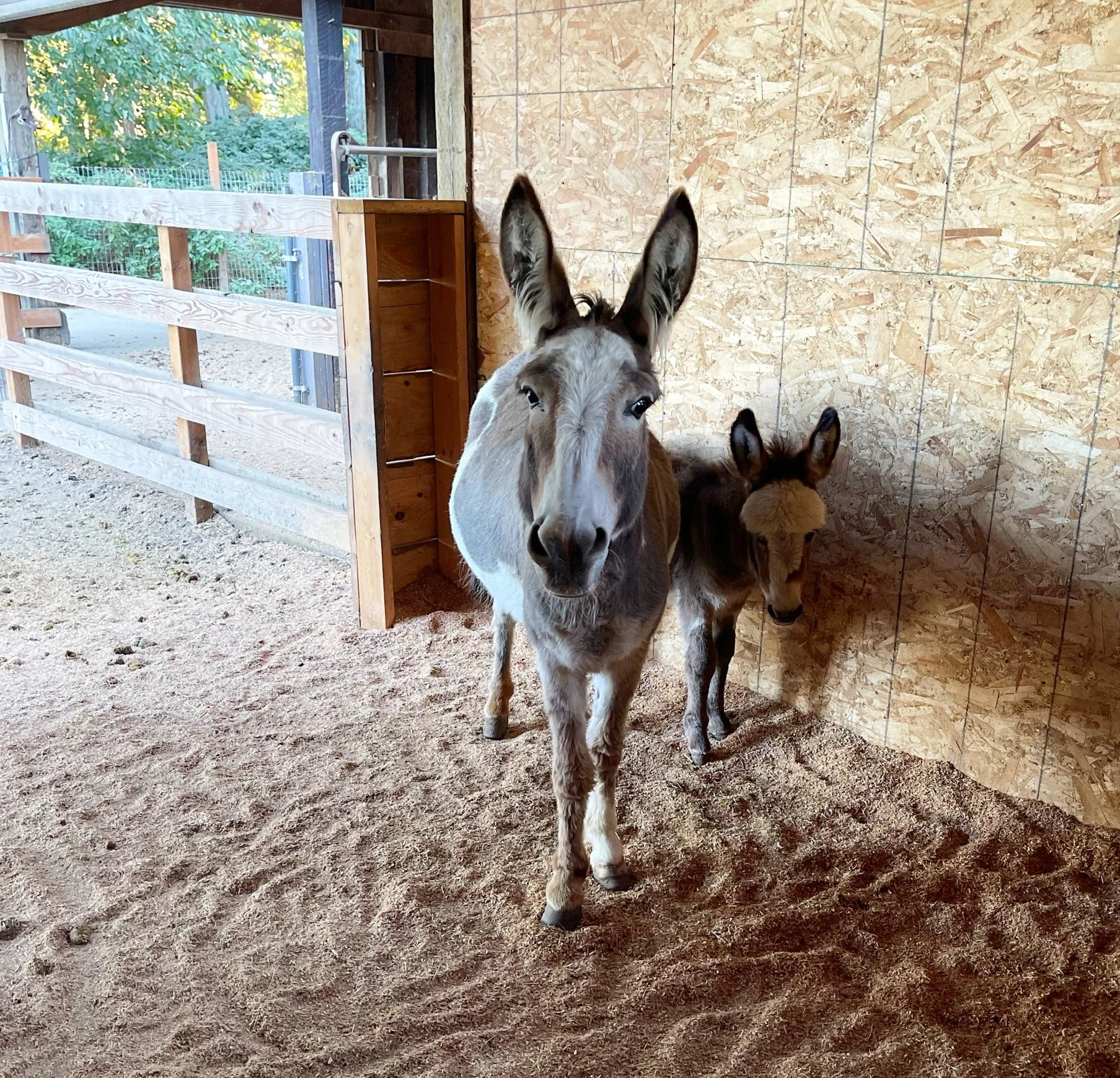 Two young donkeys inside a wooden shelter with dirt floor and exterior fencing visible in the background.