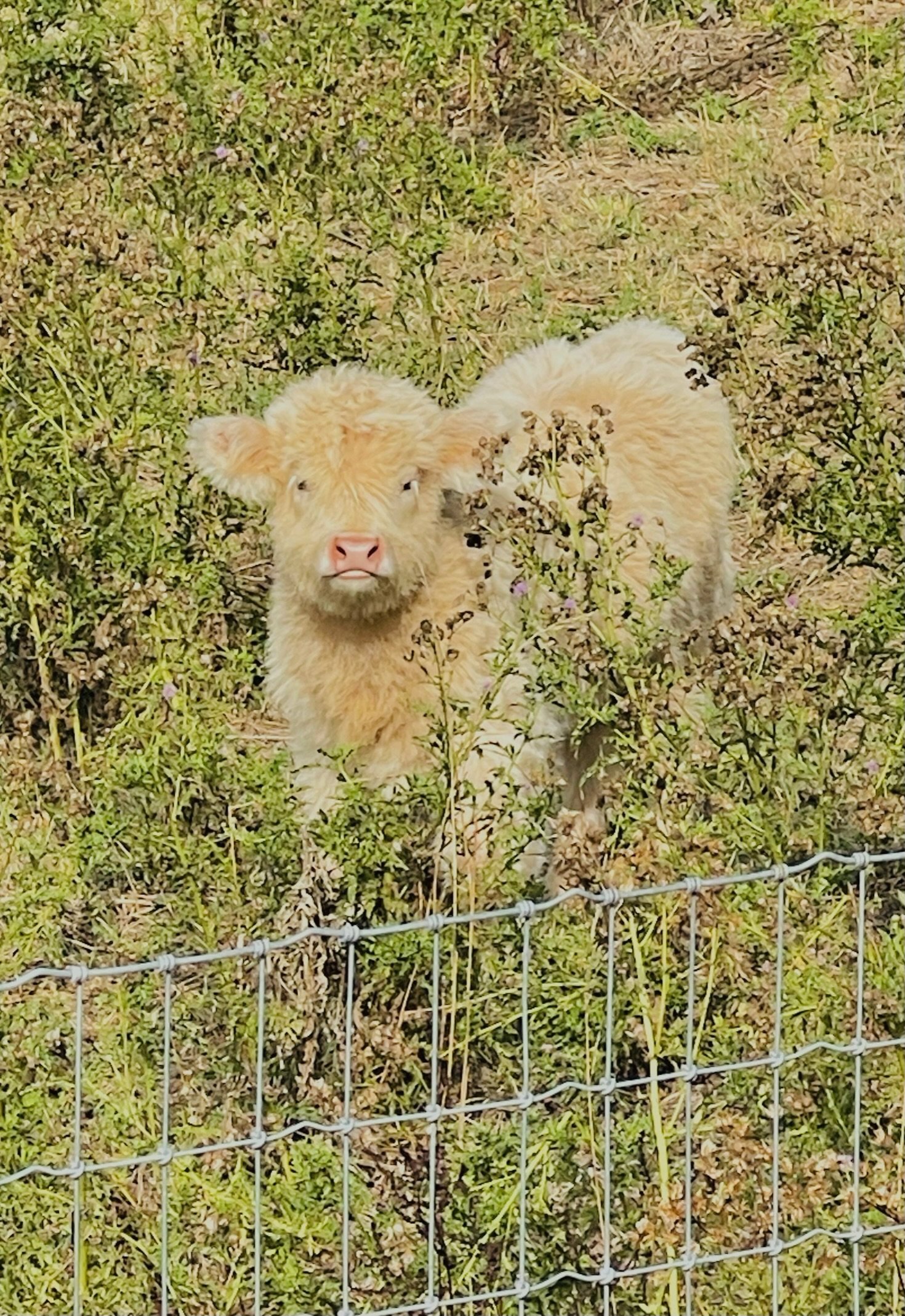 A young calf with light brown, curly fur standing in a field of green and purple plants, behind a wire fence.