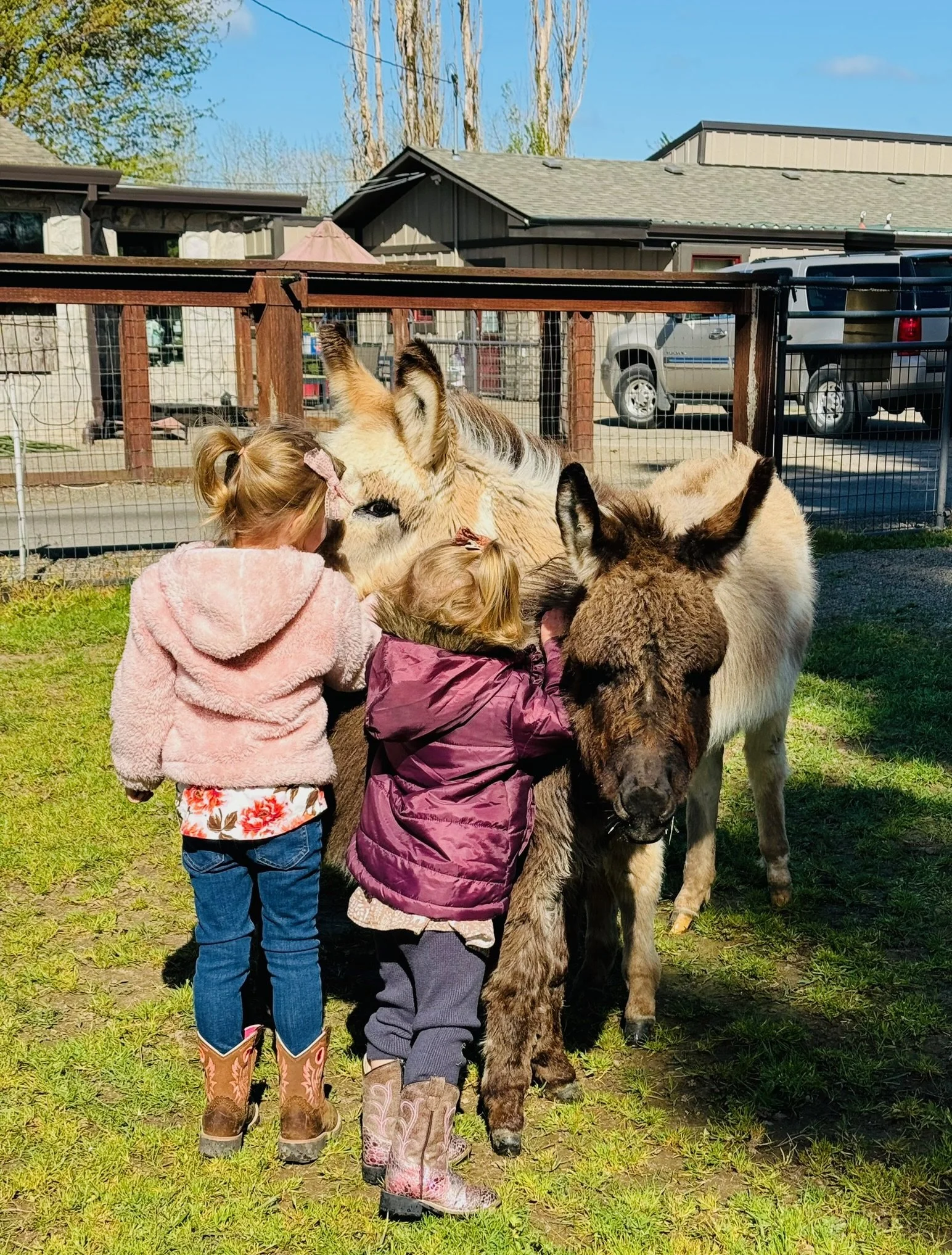 Two young girls petting and cuddling a donkey and a mule in a fenced outdoor area on a sunny day.