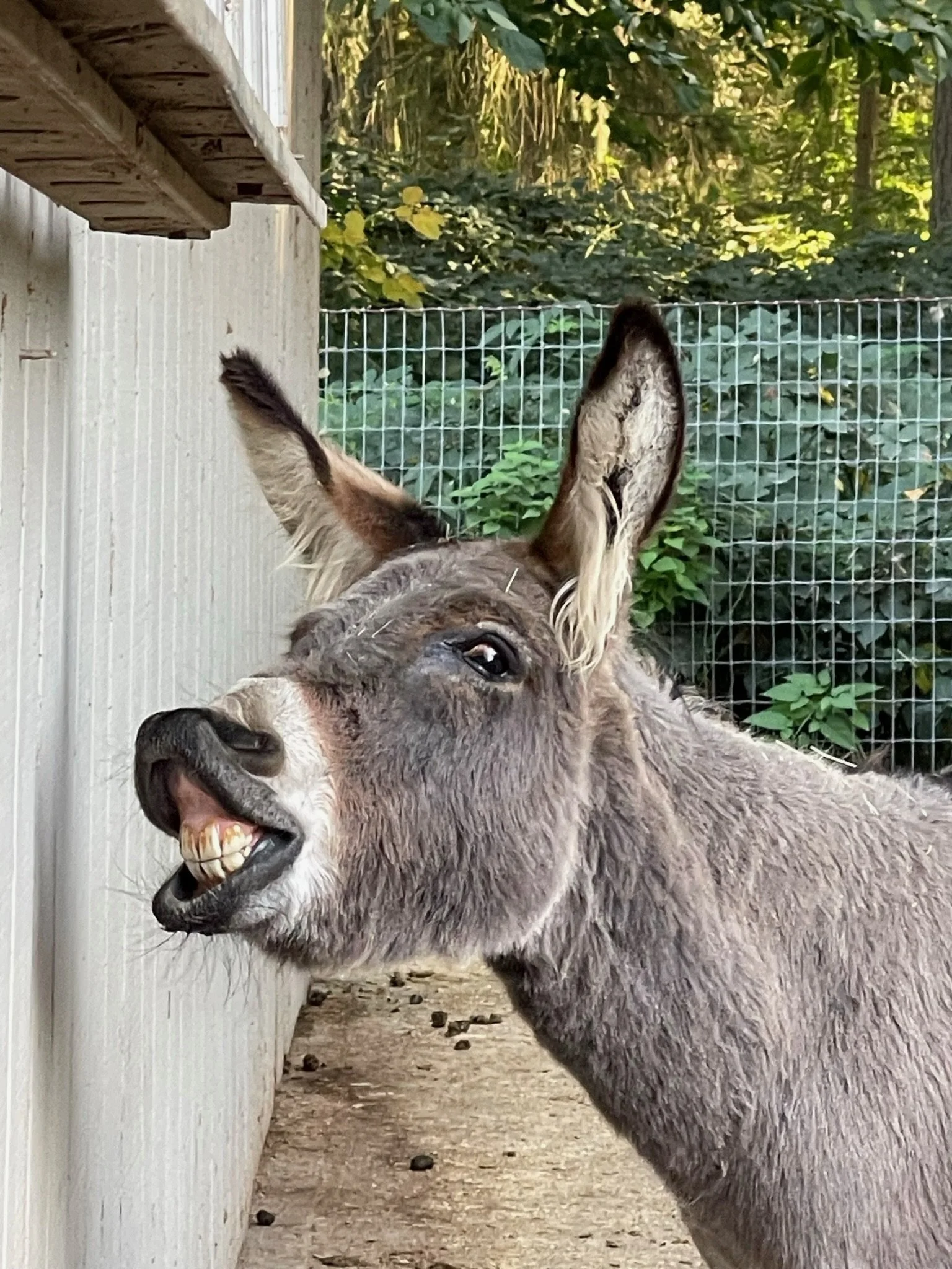 A donkey with its mouth open and teeth showing, standing near a white wall with a metal fence and green foliage in the background.