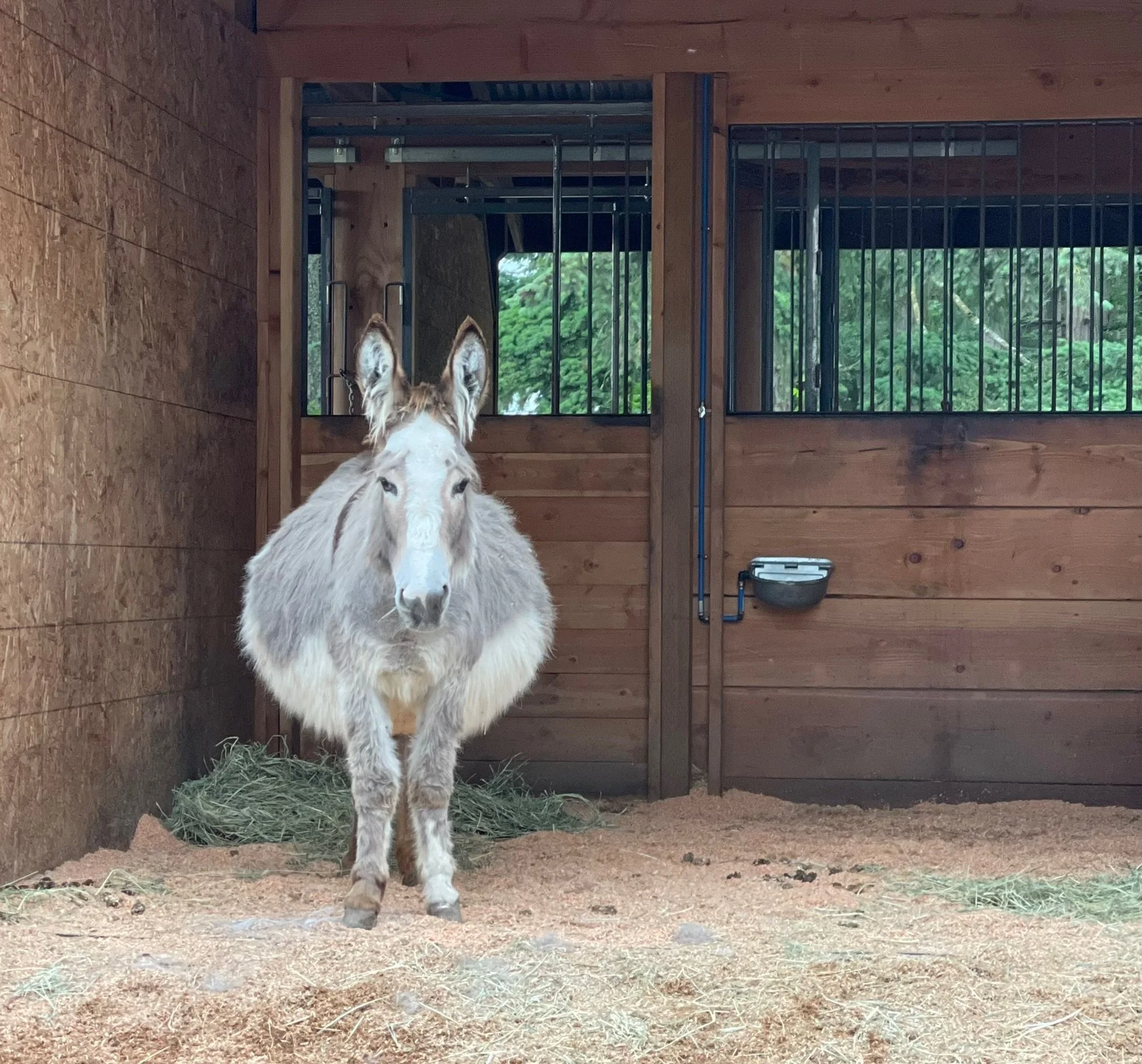 A light-colored donkey standing inside a wooden barn with hay on the ground and metal bars on the windows.