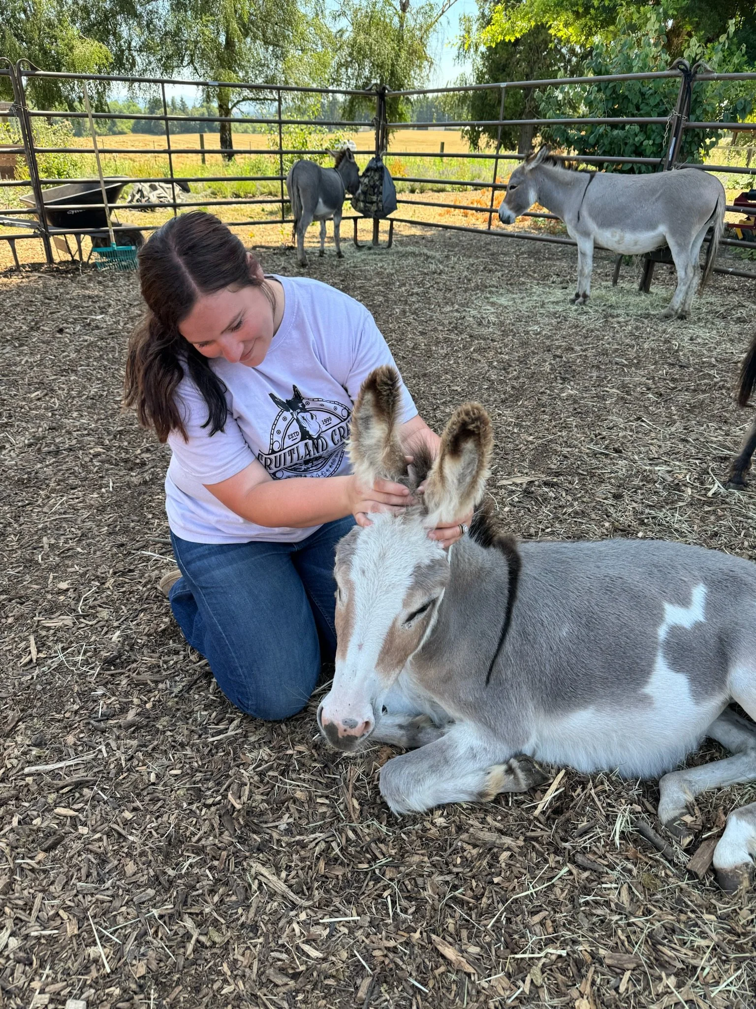 A woman is kneeling on the ground, gently holding a young donkey's head and ears, while the donkey lays on the dirt with its eyes closed. In the background, there are two more donkeys, one standing and the other tied to the fence, with trees and an o