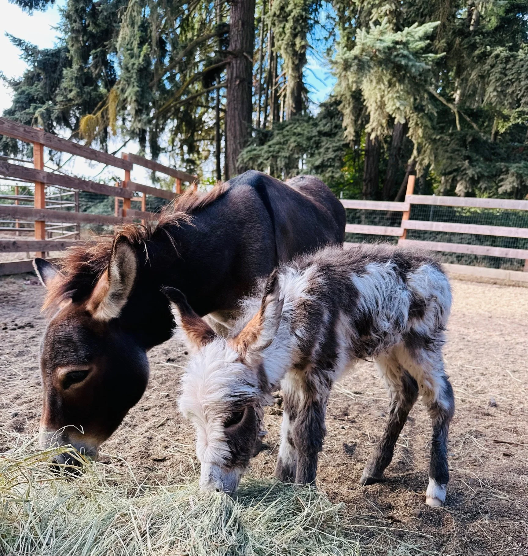 A black horse and a small, fluffy, gray and white donkey foal graze on hay in an outdoor paddock surrounded by wooden fencing, tall trees, and a blue sky.