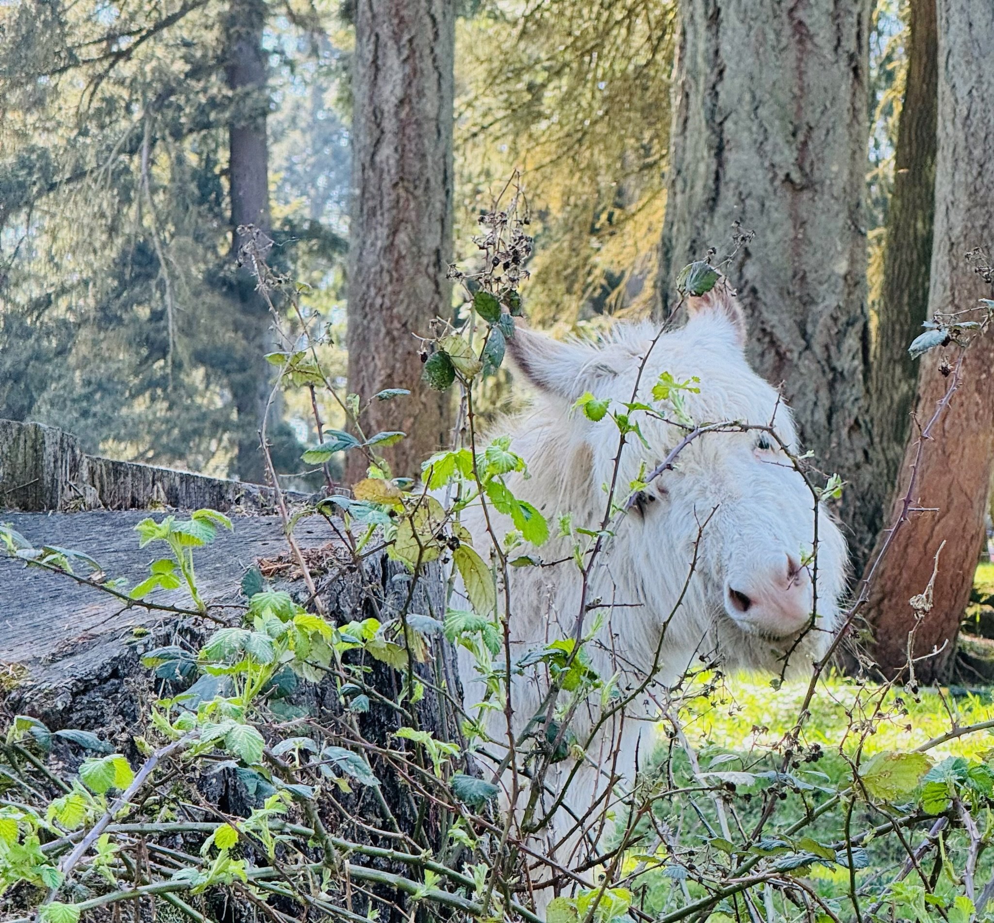 A white goat peeking through green foliage and branches in a forested area with tall trees in the background.