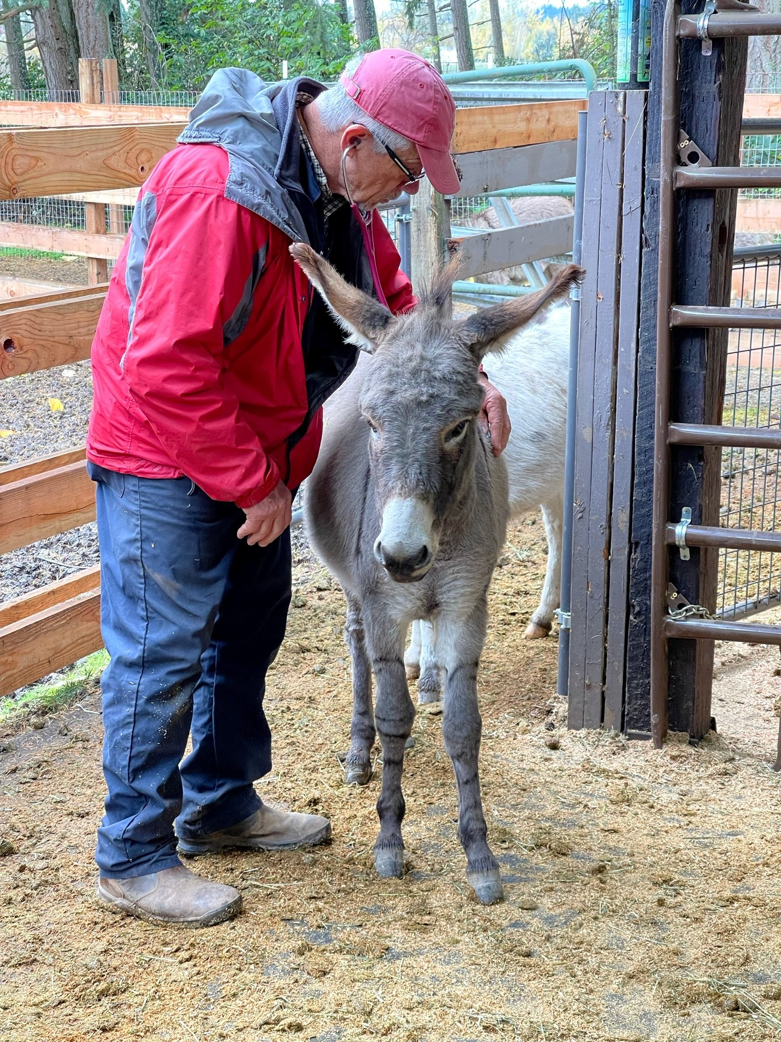An elderly man in a red jacket and pink cap with glasses and earphones is petting a young gray donkey with large ears in an outdoor farm enclosure with a wooden fence and gate.