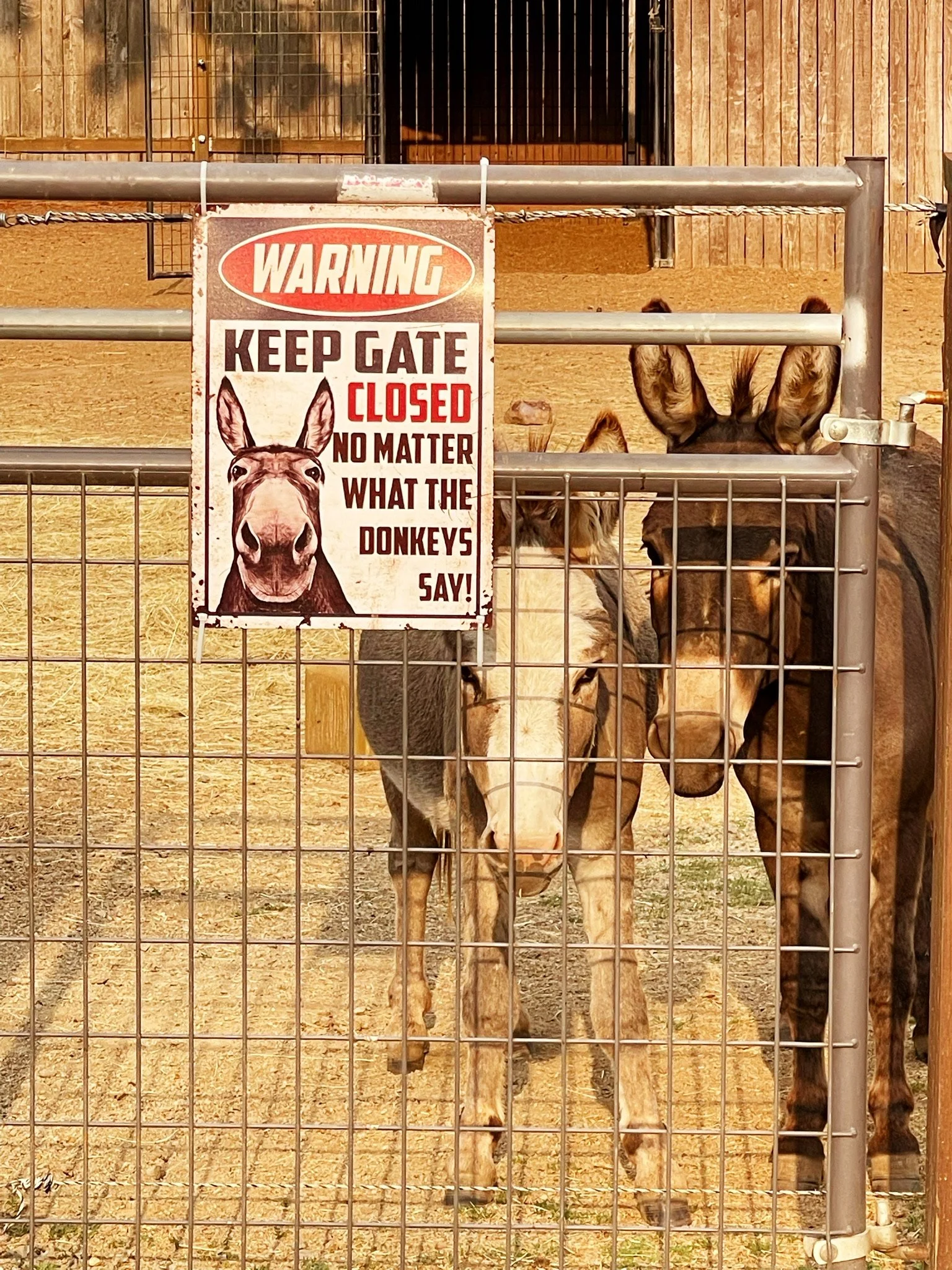 Donkeys behind a metal gate with a warning sign that says 'Keep Gate Closed No Matter What the Donkeys Say'.