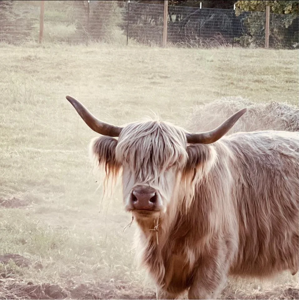 Fruitland Creek Farms Highland Cows