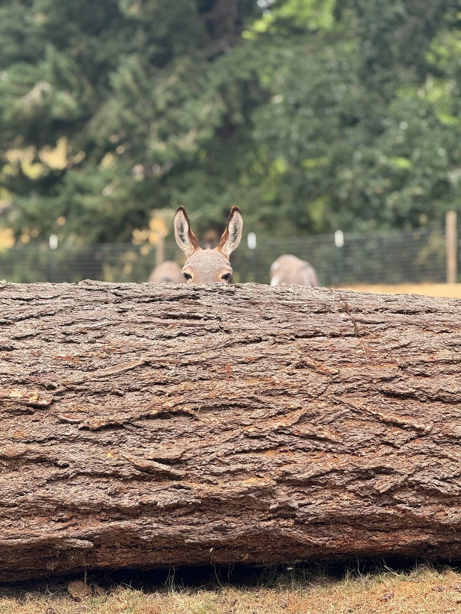 A small animal, possibly a llama or alpaca, peeks over a large fallen tree trunk in a park or zoo setting, with green trees and a fence in the background.