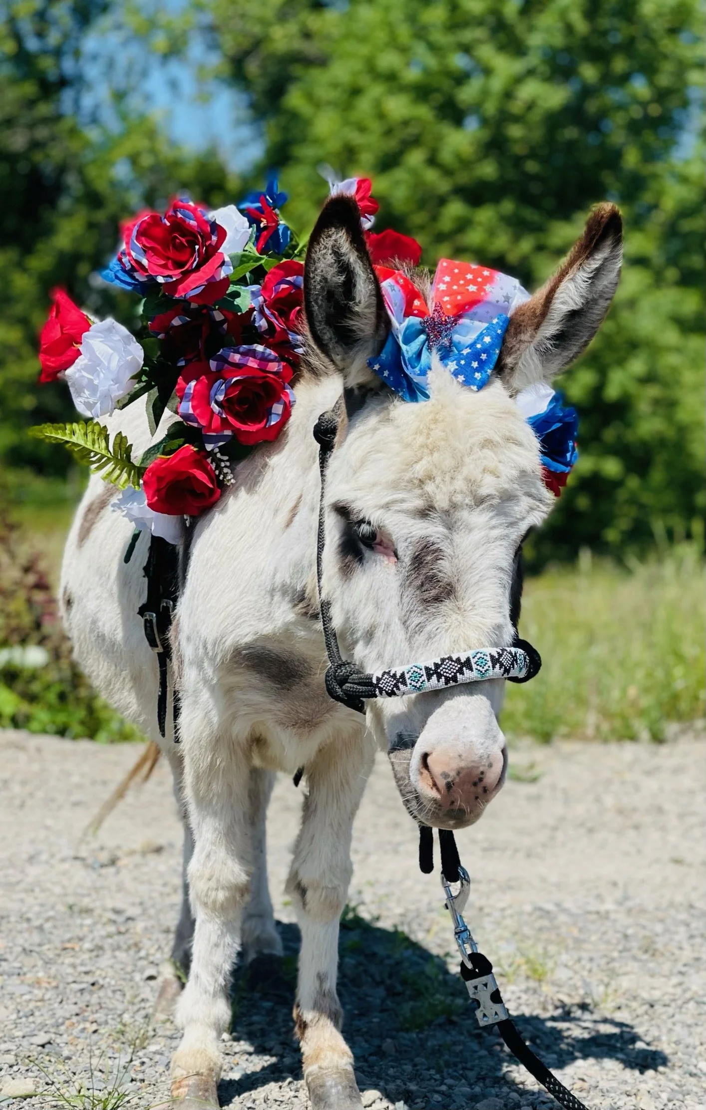 A young donkey with a floral headband, bow, and harness standing outdoors with trees and grass in the background.