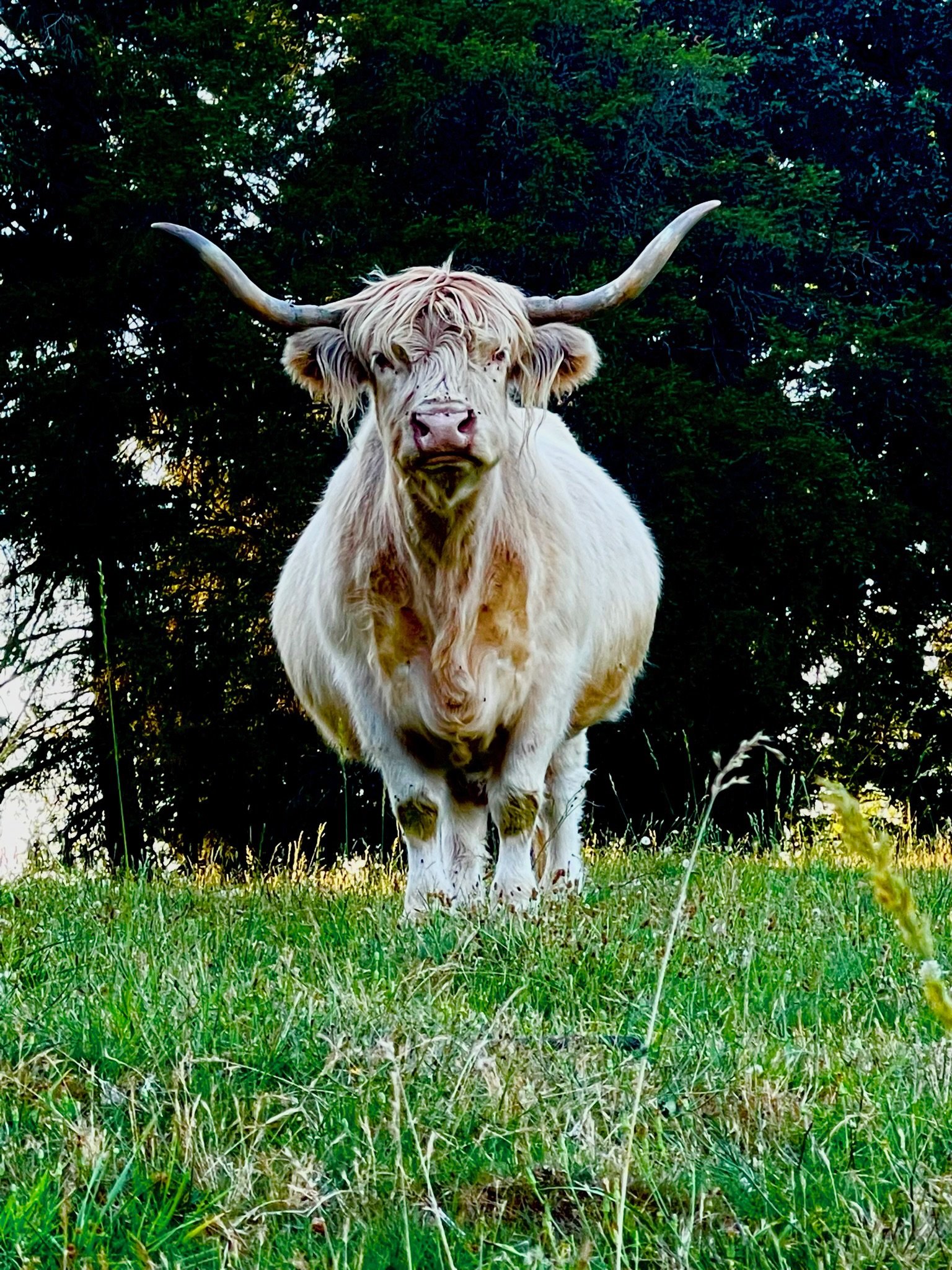 A Highland cow standing in a grassy field with trees in the background.