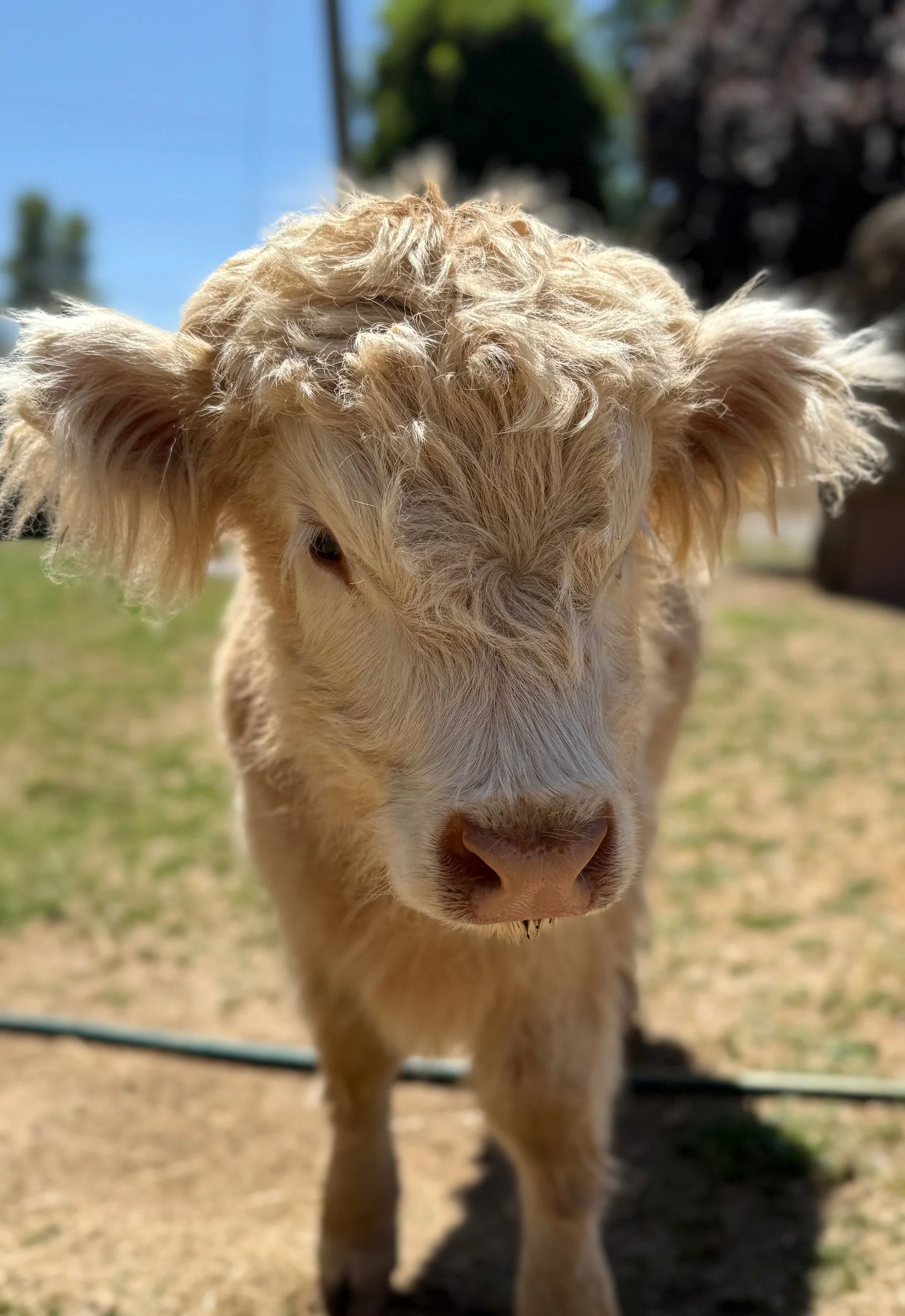 A close-up of a light-colored baby calf outdoors with a blurred background of grass, trees, and a blue sky.