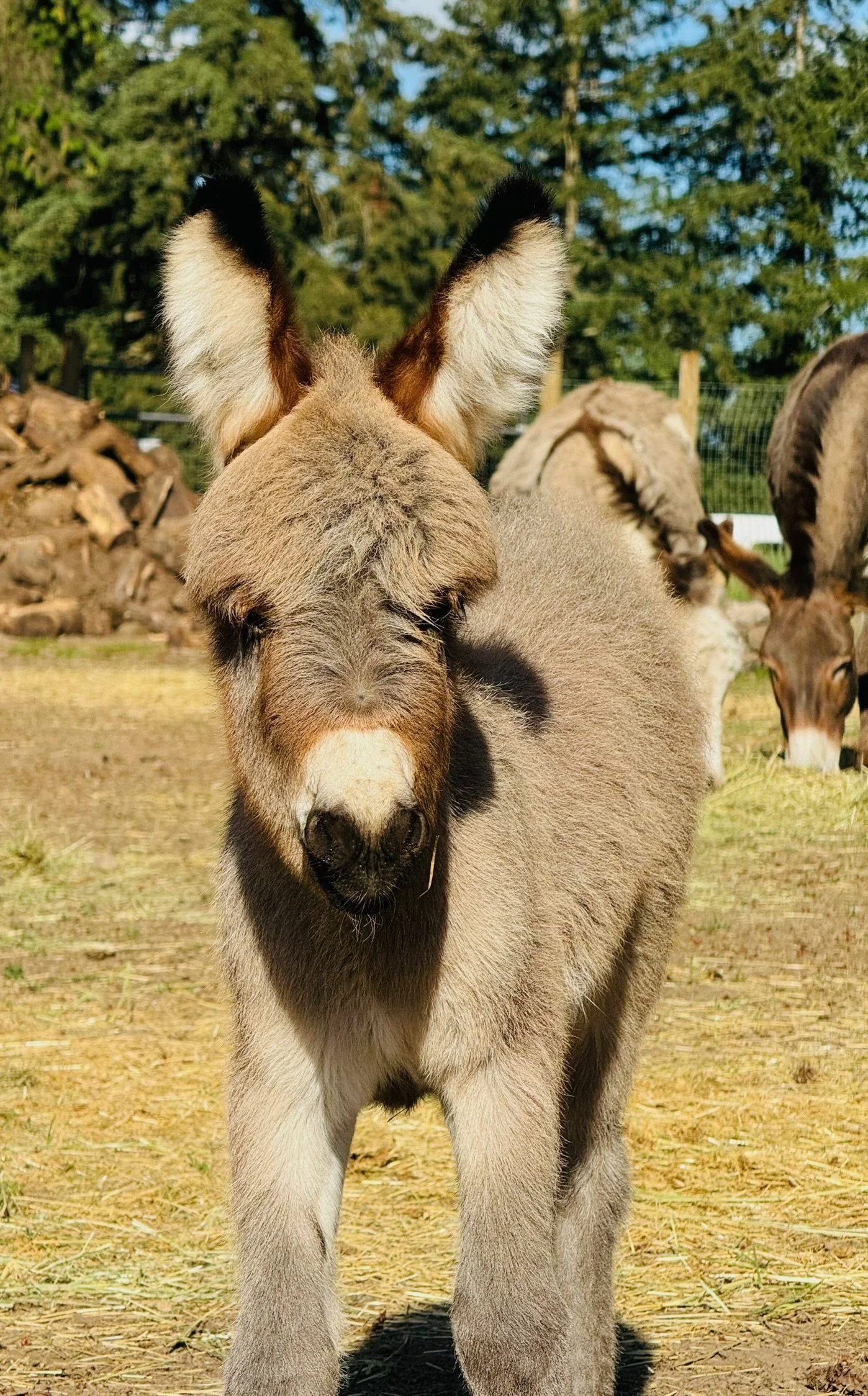 A close-up of a young donkey standing outdoors on a farm, with trees and other donkeys in the background.