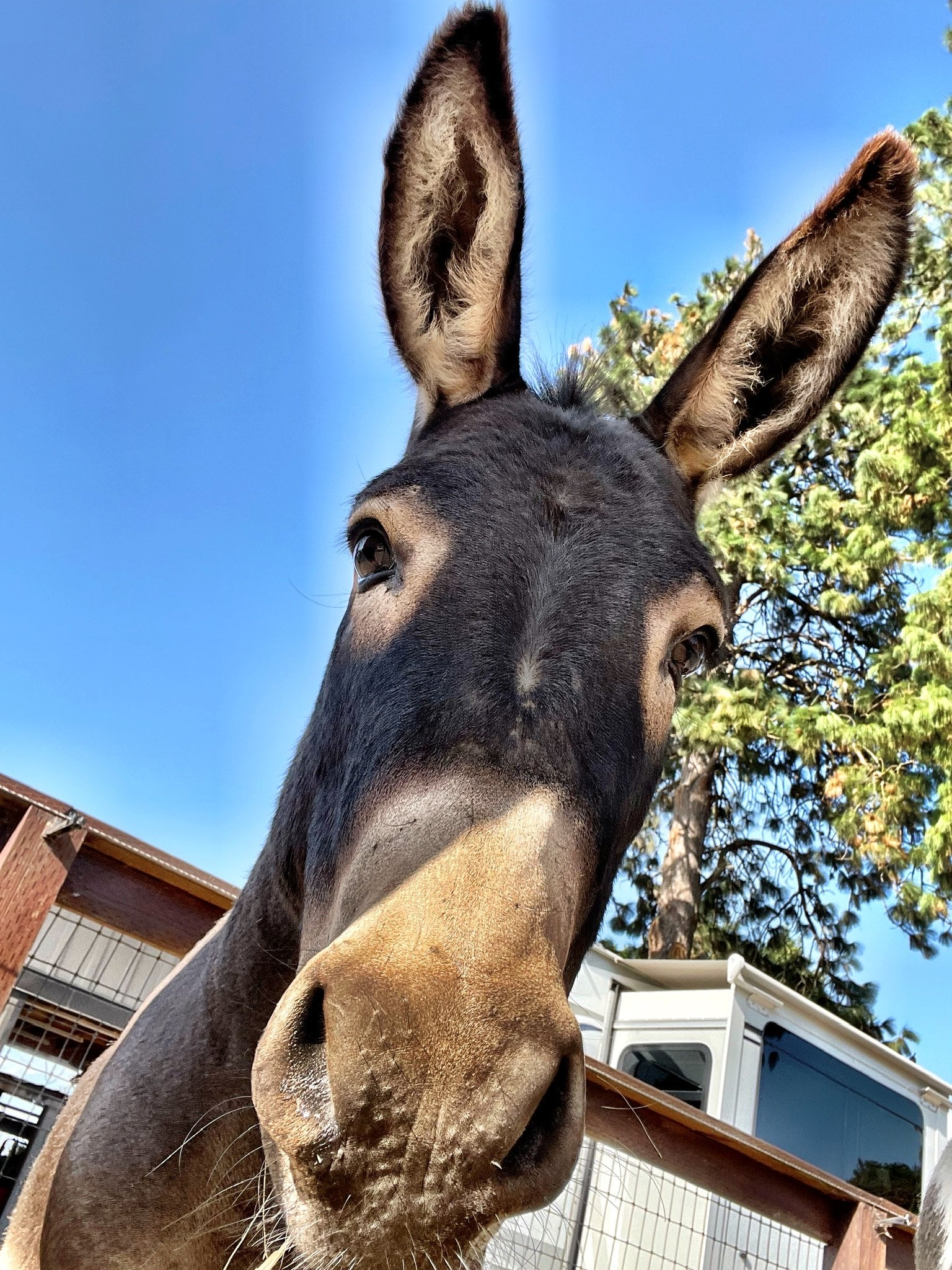 Close-up of a donkey's face with large ears, dark eyes, and a brown snout against a blue sky and green trees.