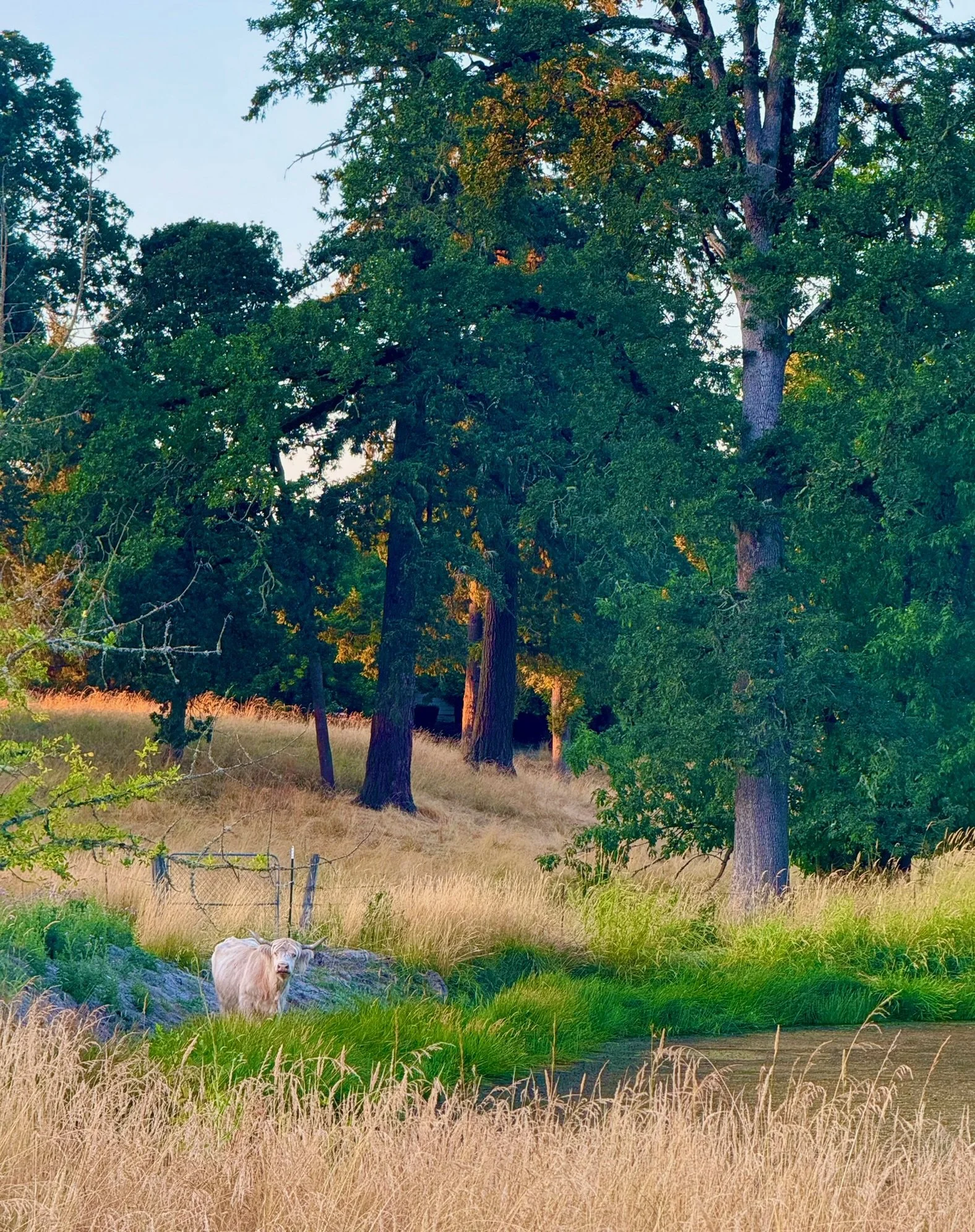 A pastoral scene with tall green trees, dry grass, a small pond, and a white cow near the pond, set in a rural landscape.