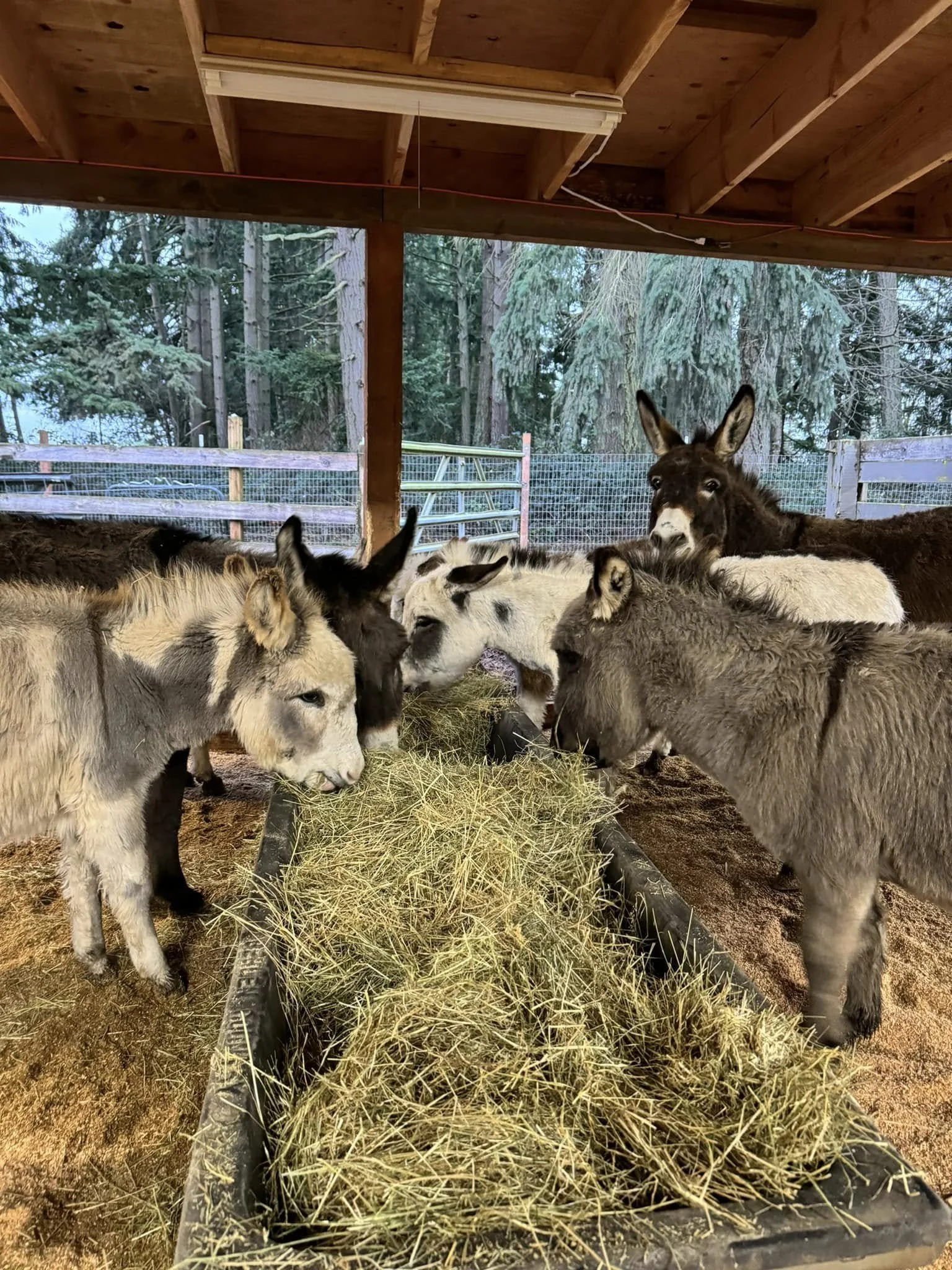 Group of donkeys inside a wooden shelter, eating hay from a feeding trough, with trees visible outside.
