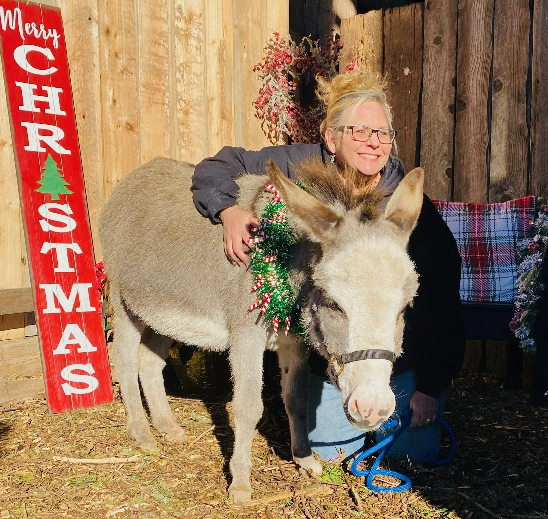 A woman with glasses smiling, hugging a baby donkey decorated with Christmas ornaments and greenery, outside with a wooden fence background and a red sign that says 'Merry Christmas' with a tree graphic.