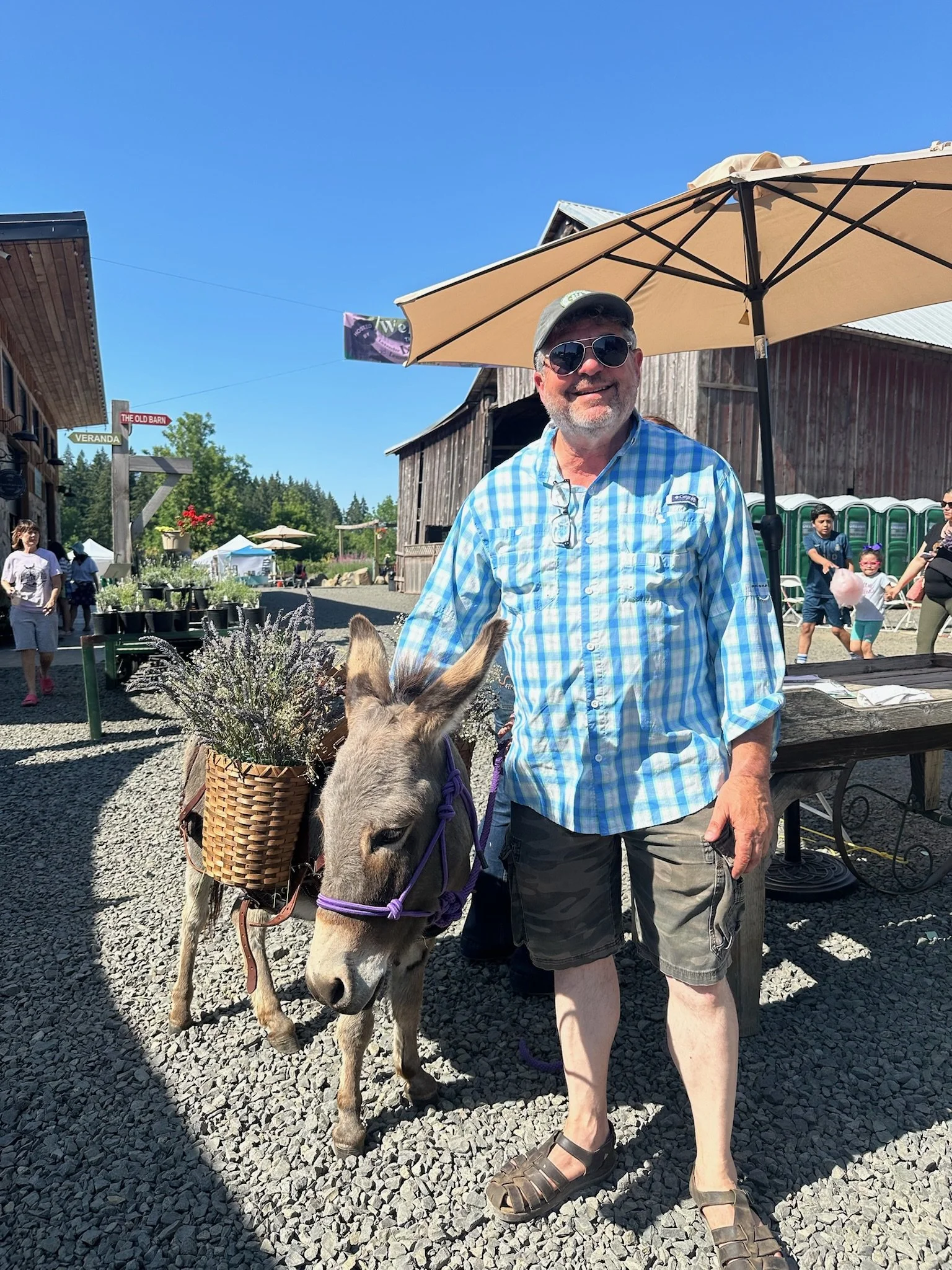 A smiling man wearing sunglasses, a blue plaid shirt, and shorts, standing next to a donkey with a basket of lavender on its back at an outdoor event under a clear blue sky.