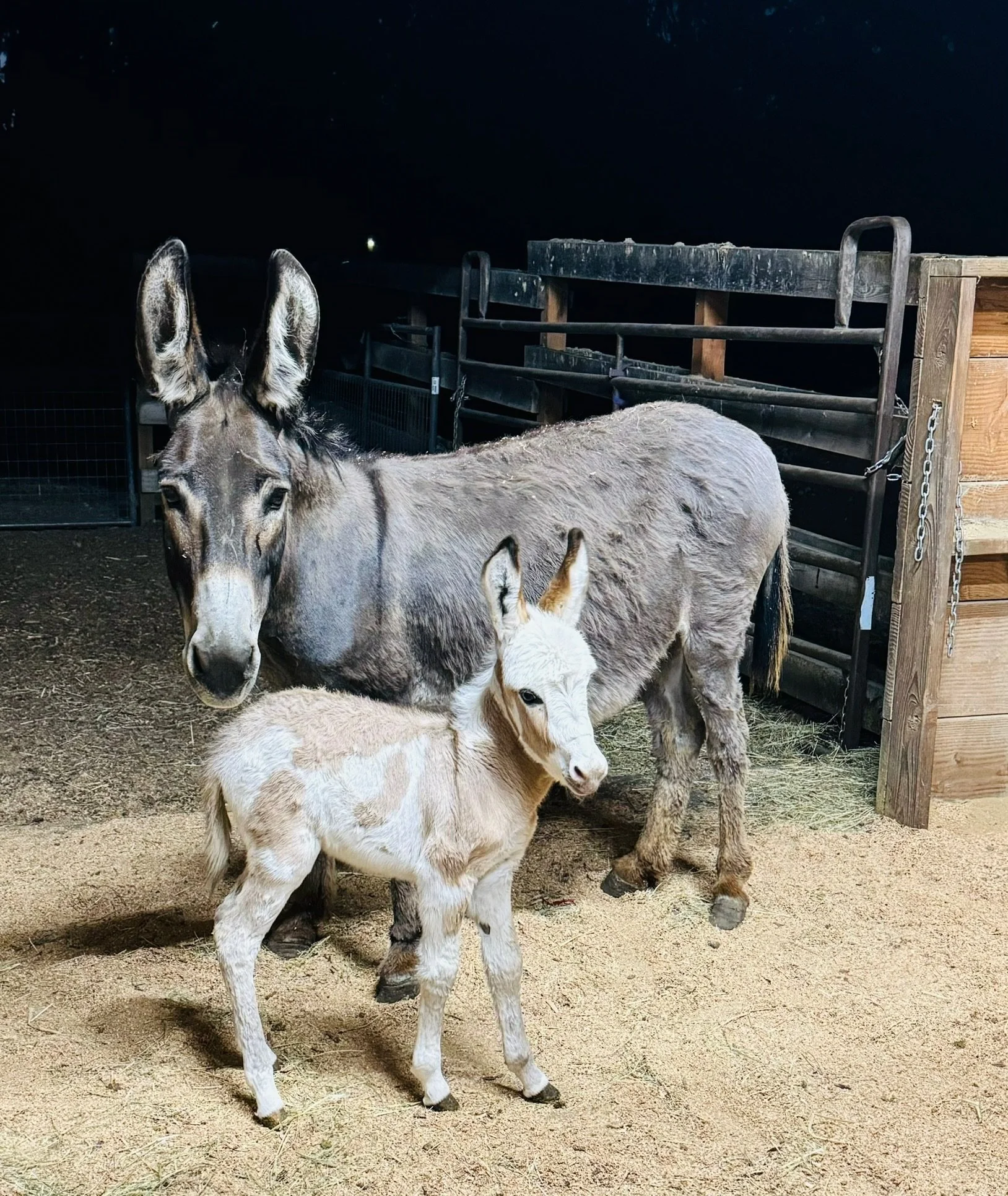 A gray adult donkey and a light cream-colored foal with white and light brown markings standing on sandy ground at night, inside a fenced enclosure.