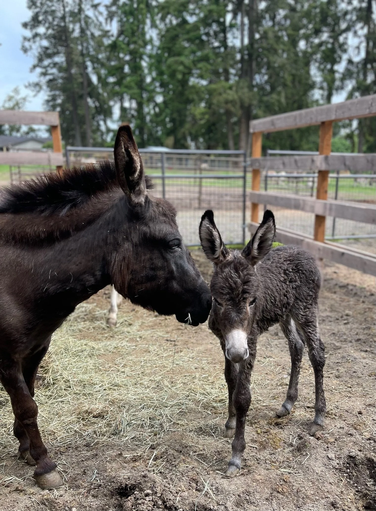 A dark brown horse nuzzles a small gray donkey foal in a fenced outdoor area with trees in the background.