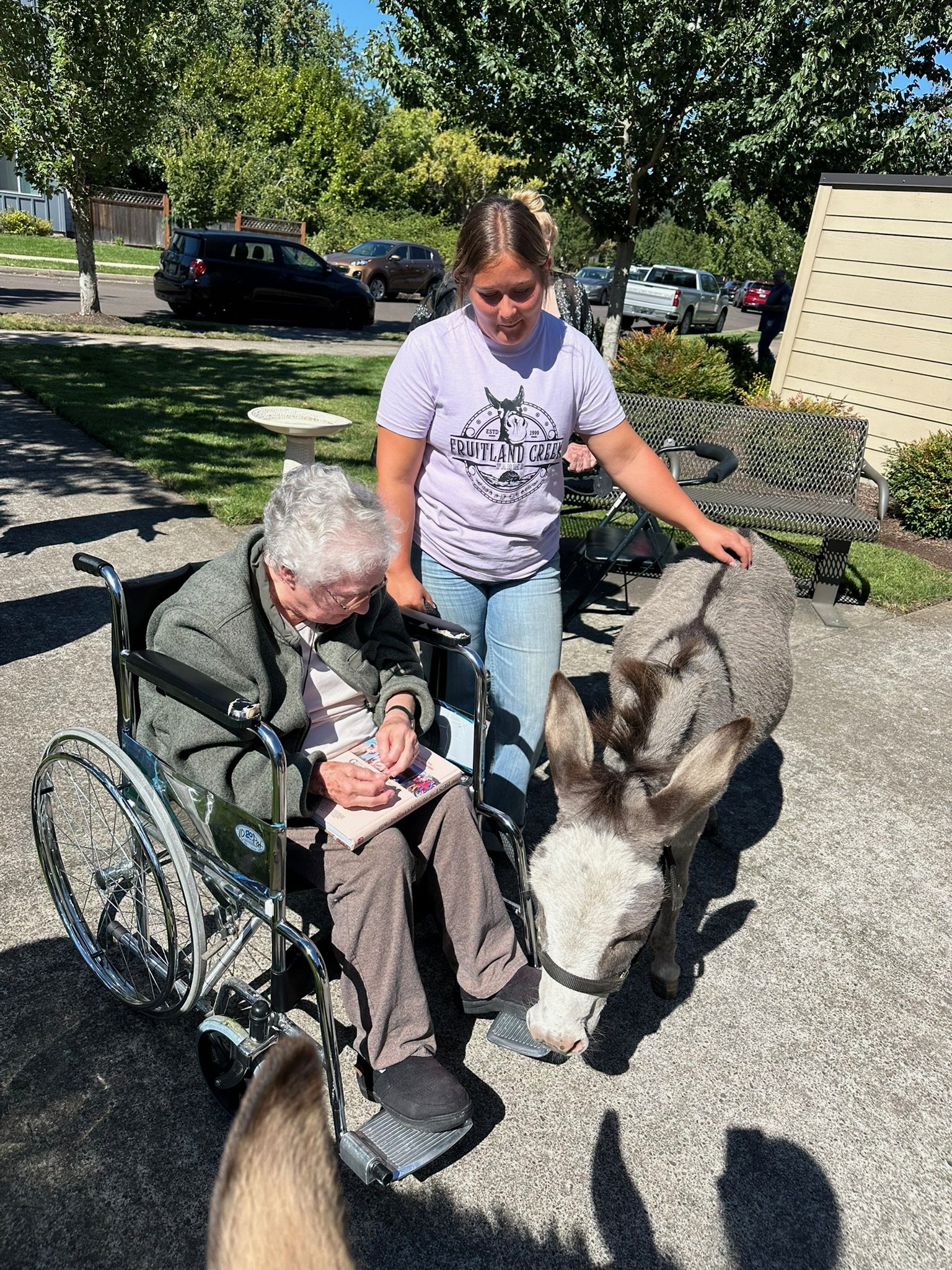 A young woman is petting a donkey while an elderly woman in a wheelchair looks at a photograph, outdoors on a sunny day with trees, parked cars, and a bench visible in the background.