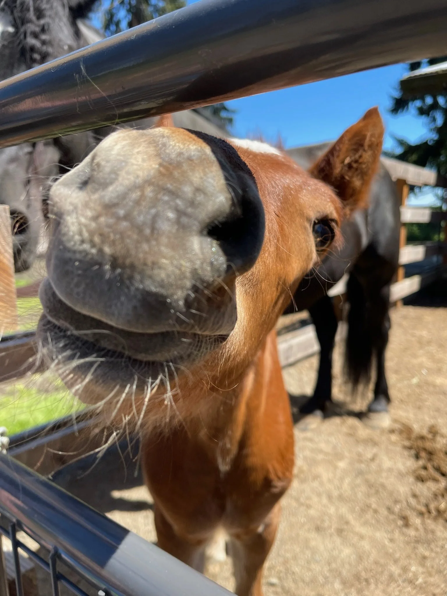 Close-up of a brown horse's snout and face, with the horse nuzzling close to the camera through a metal fence, on a sunny day.