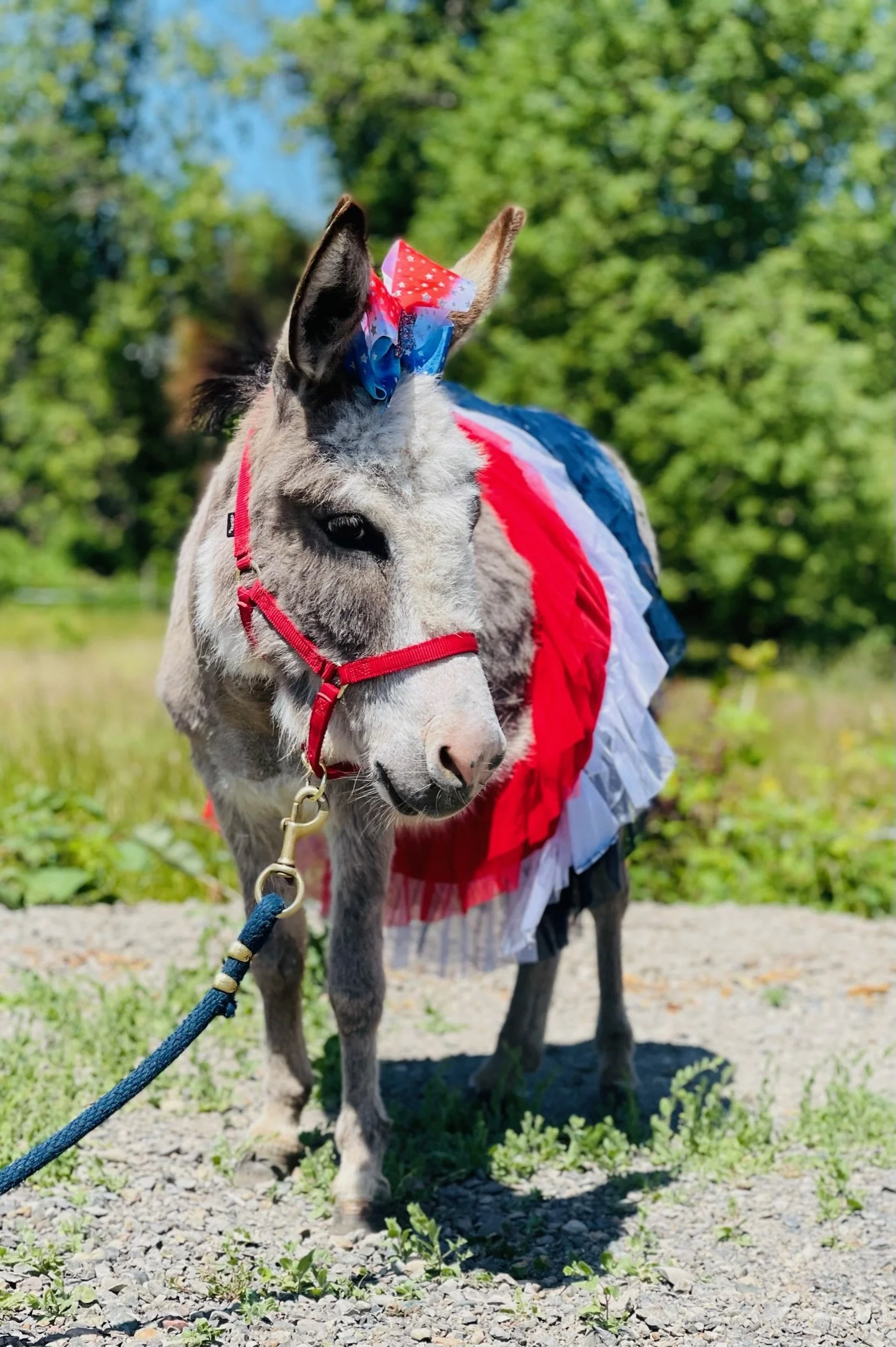 A small donkey wearing a red, white, and blue patriotic costume with a bow on its head, standing outdoors on a gravel path with green trees in the background.