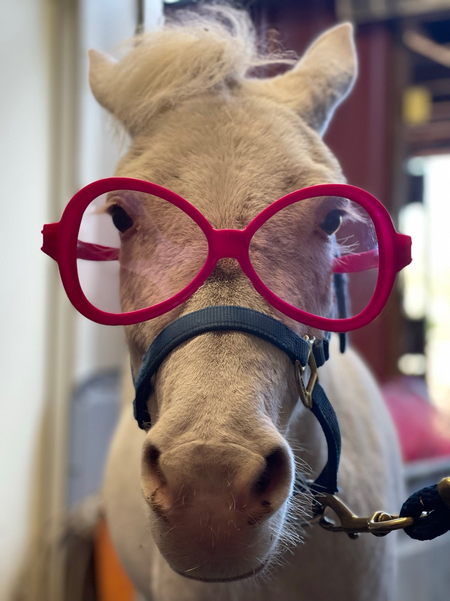 A close-up of a horse wearing bright pink glasses, with a blue halter, in an indoor setting.