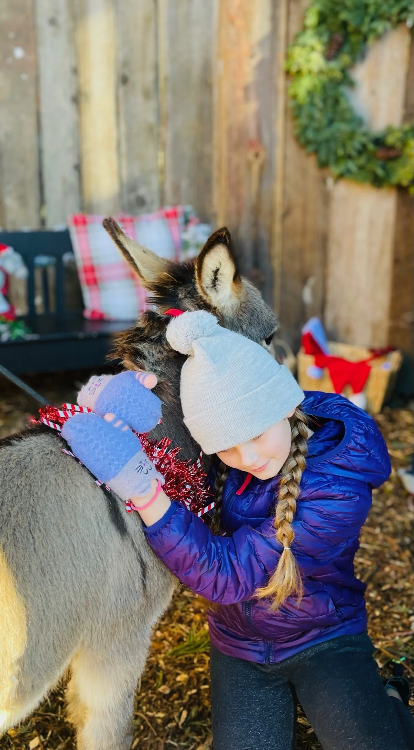 A young girl hugging a llama outdoors during Christmas, with a wooden fence and holiday decorations in the background.