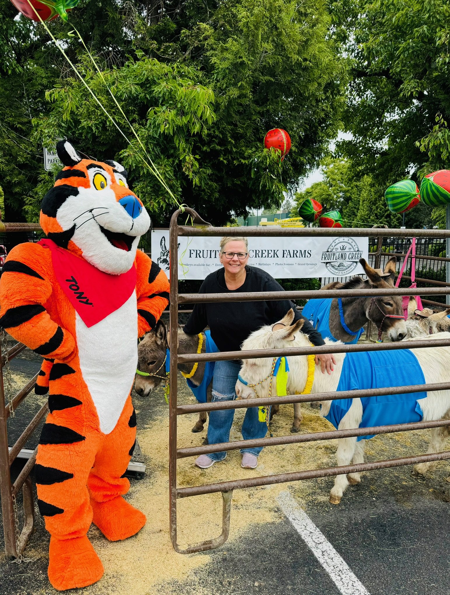Person with glasses and black shirt smiling next to a group of small donkeys in colorful blankets inside a fenced area, with a person in an orange tiger mascot costume standing nearby.