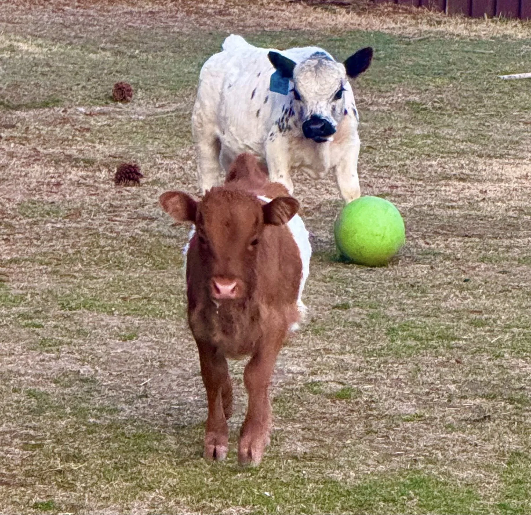 A young brown calf standing on a dirt and grass field, facing the camera, with an adult black and white cow in the background. The cow has a blue ear tag, and there is a green ball on the ground near the cow. Two small brown pinecones are scattered on the ground.