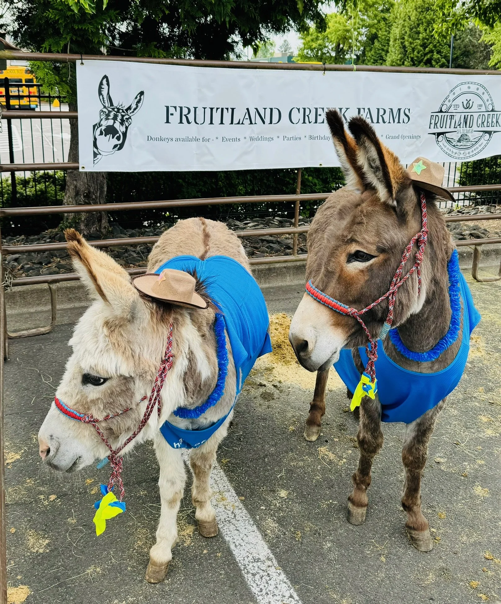 Two donkeys wearing blue coats and small hats with stars, standing on a paved surface in front of a metal fence. There is a sign behind them that says "Fruitland Creek Farms" with additional text and a donkey illustration.