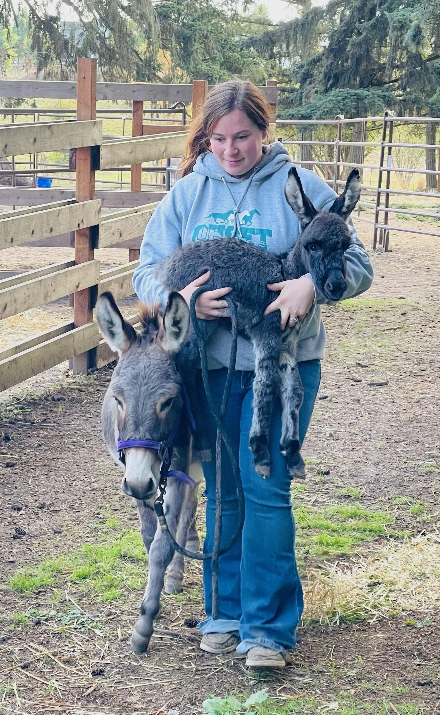 A woman holding a baby donkey and a black rabbit in a fenced outdoor area with trees in the background.