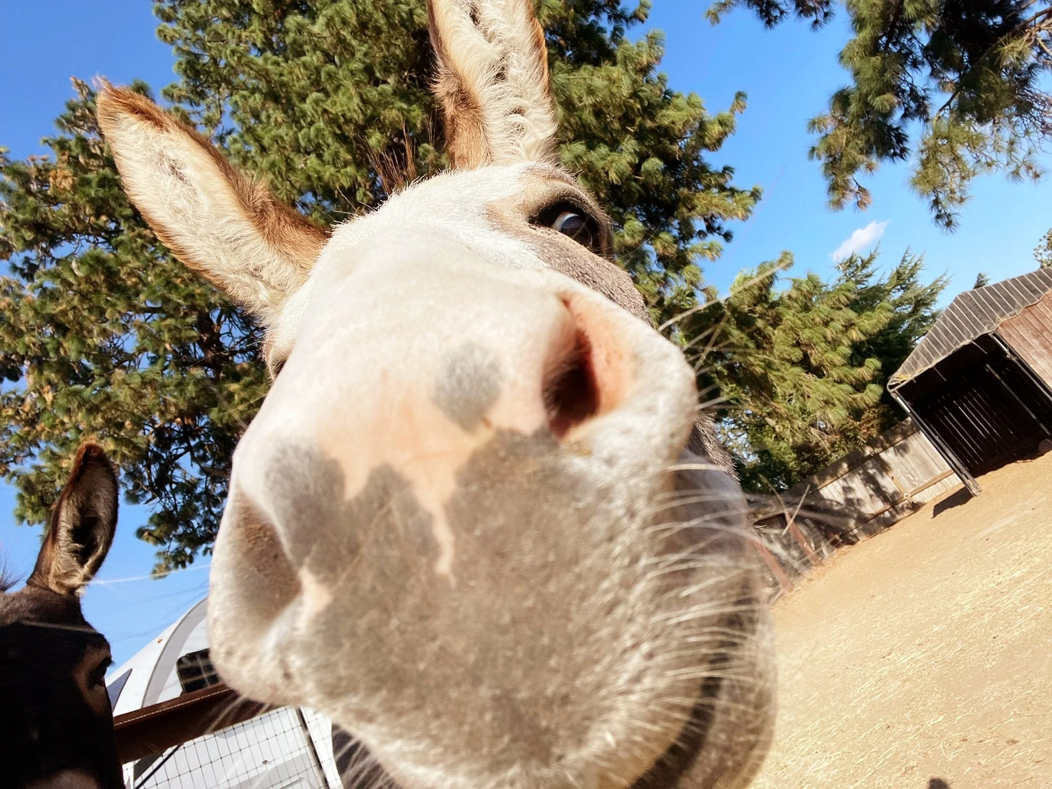 Close-up of a donkey's face captured from below, showing its nose, mouth, and eyes, with a background of trees, a blue sky, and a wooden structure.