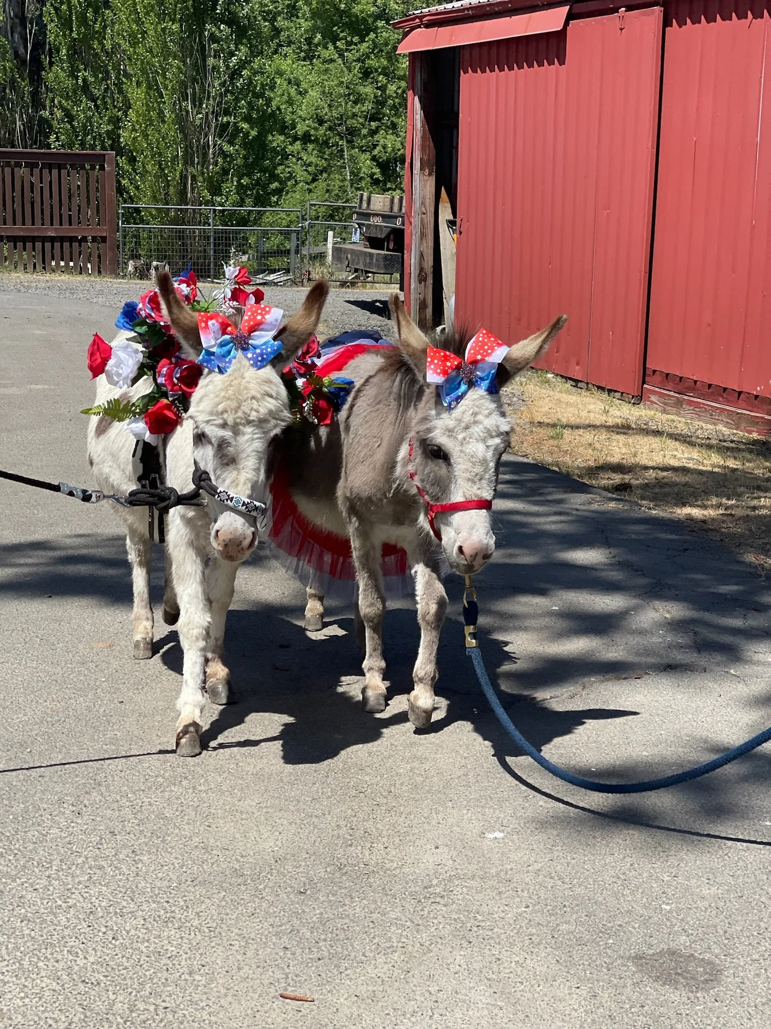 Two donkeys wearing patriotic red, white, and blue bows and accessories, standing on a paved area near a red barn or shed, with trees and fences in the background.