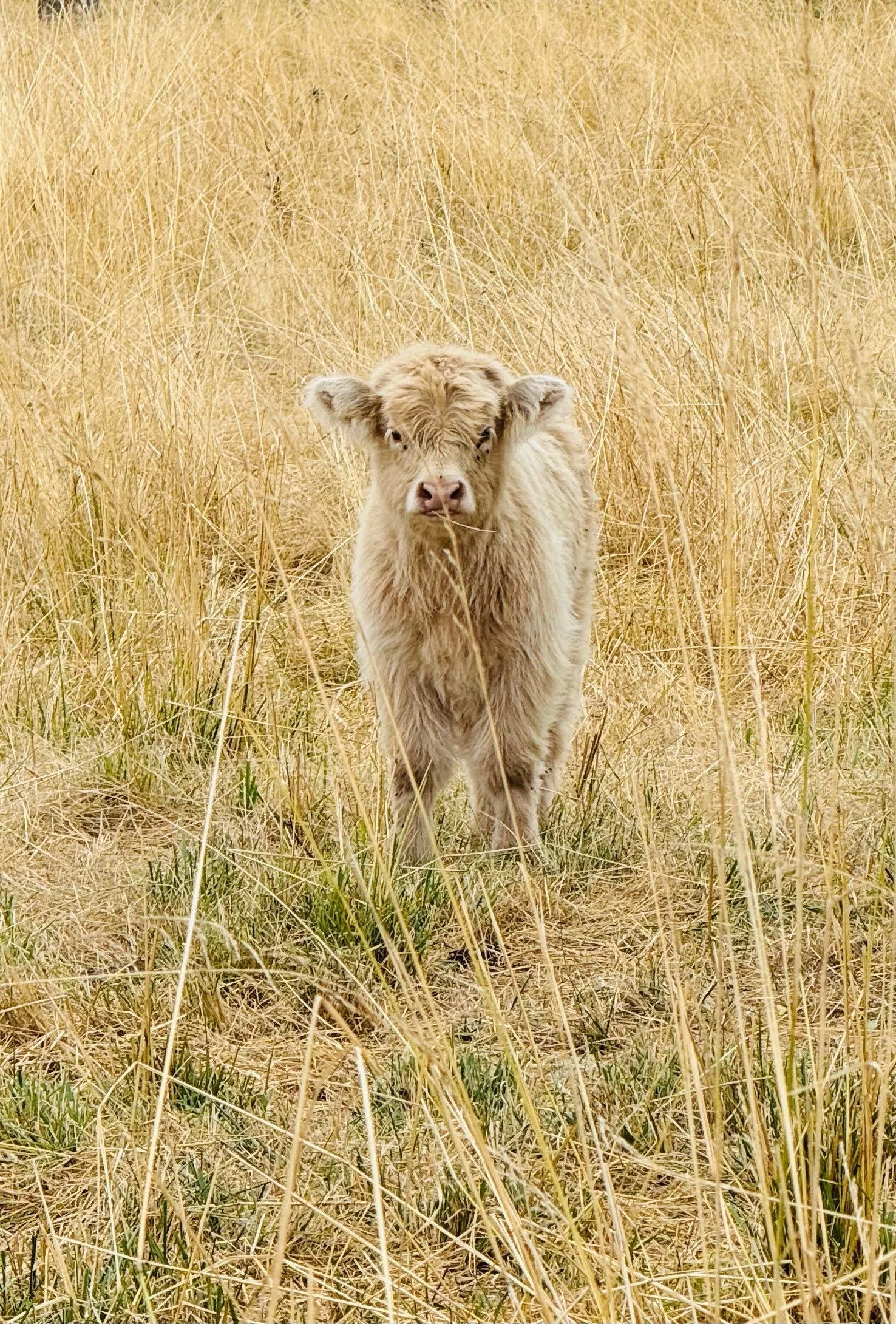 A young cow standing in a grassy field with tall, dry yellow grass.